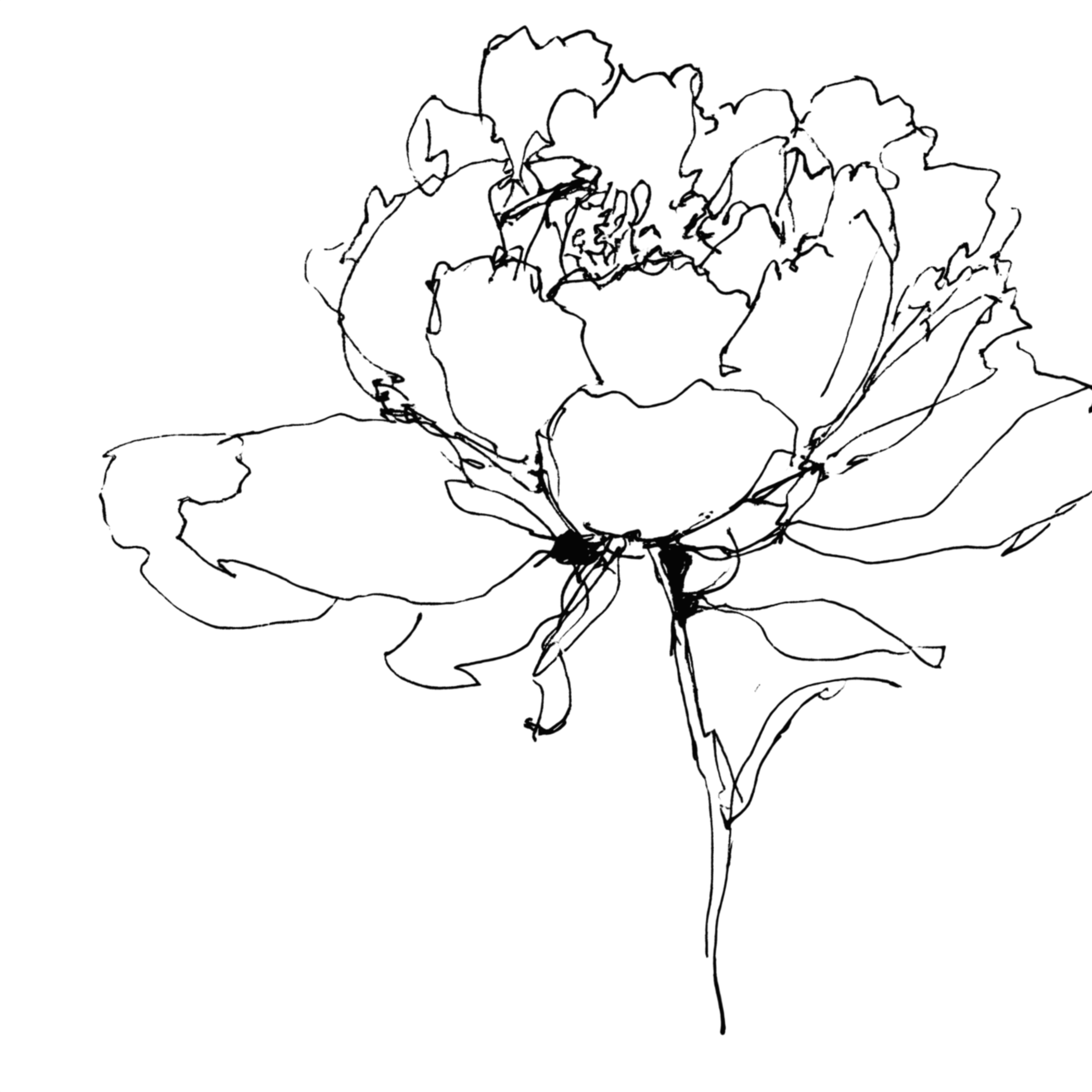 Outline drawing of various types of lettuce leaves.