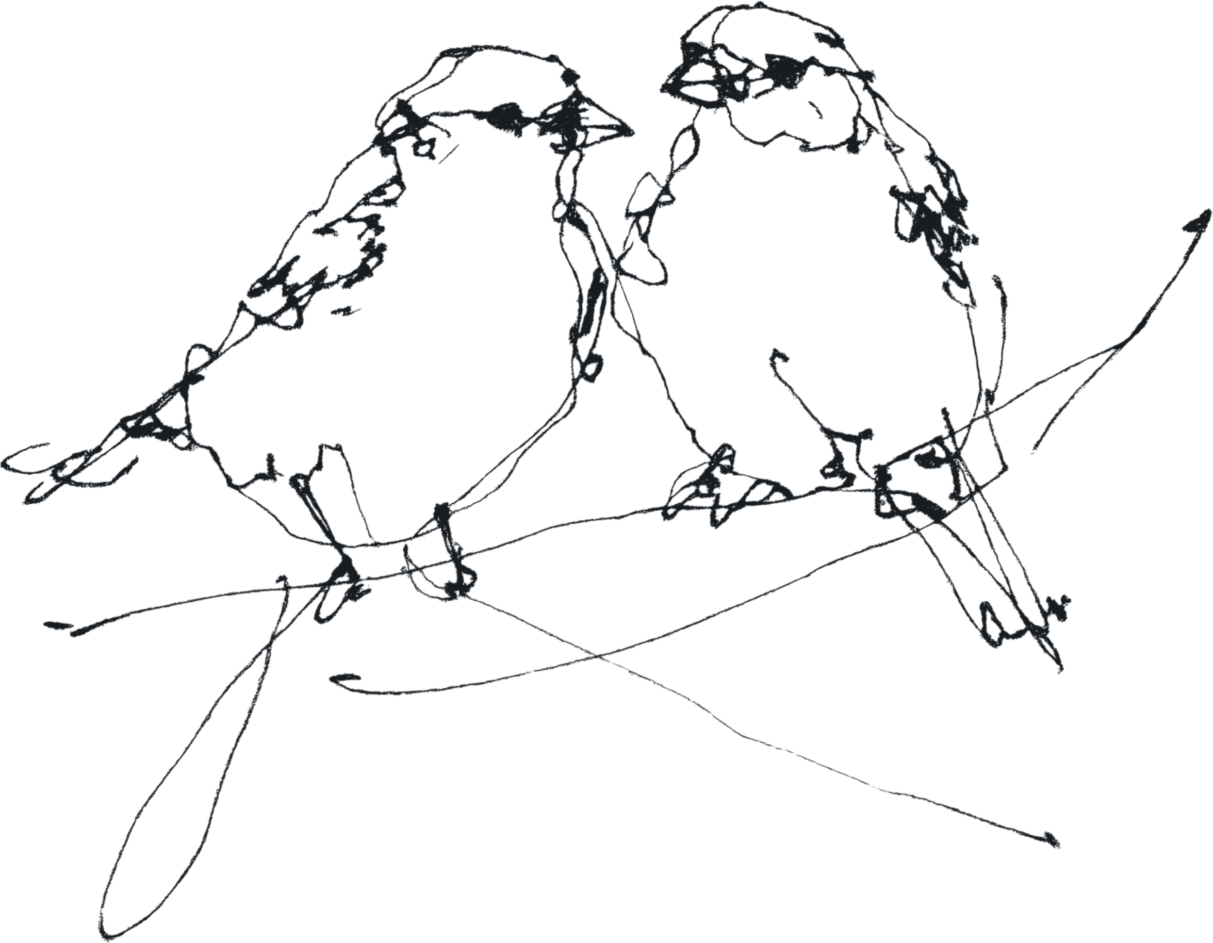 Sketch of two sparrows perched on a branch, drawn with minimalistic black lines on a transparent background.