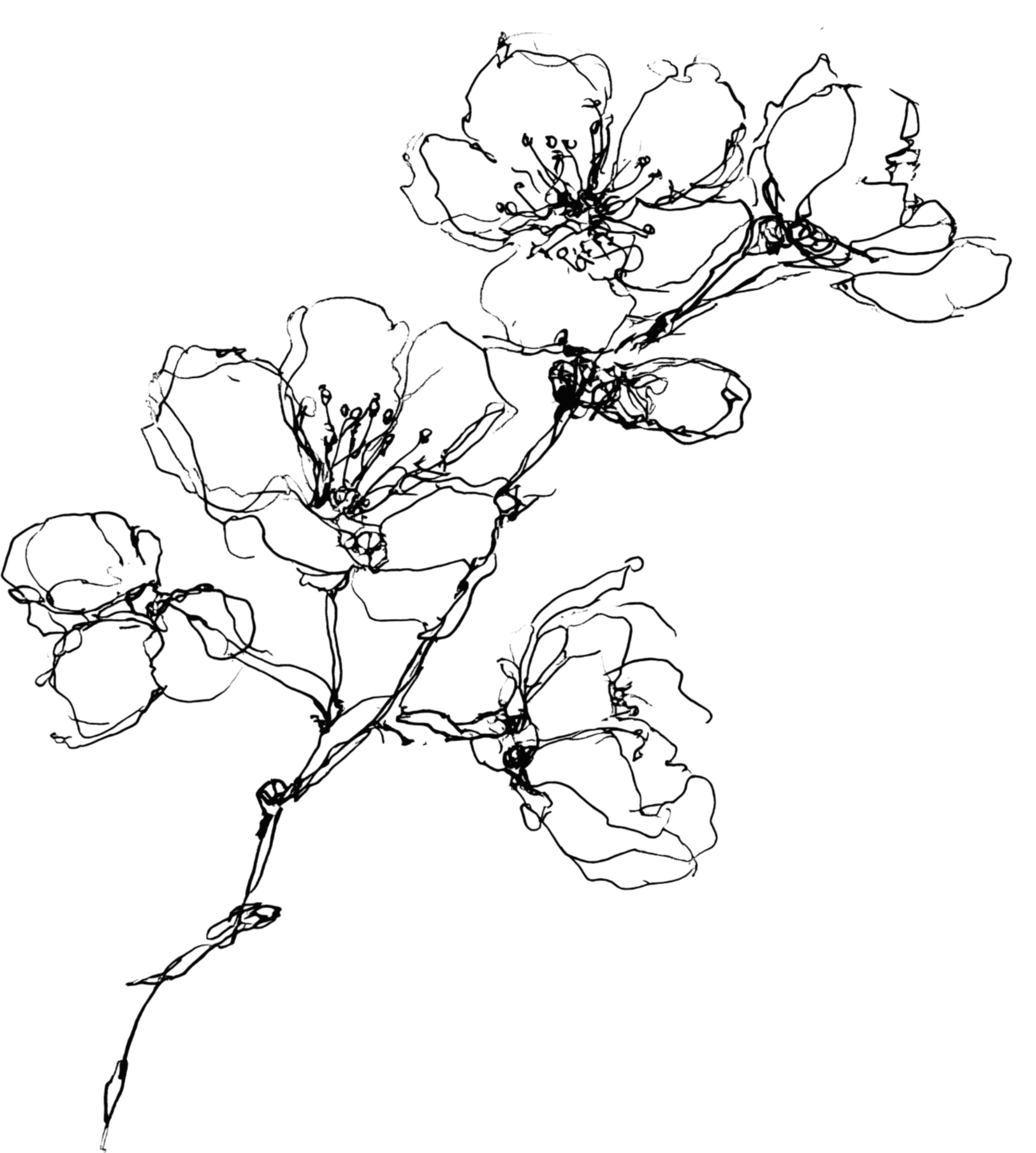 Outline of a bouquet of flowers with multiple blossoms and leaves.