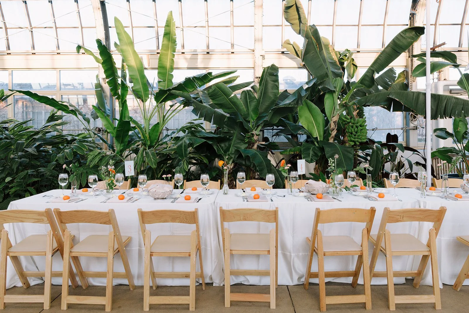 A long banquet table set for a meal, with white tablecloths, glassware, plates, and cutlery, surrounded by wooden chairs. The background features large green tropical plants inside a bright space with windows and a glass roof.