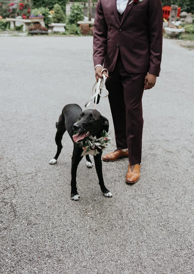 Person in a maroon suit holding a black dog with a floral headband on a leash in an outdoor setting with greenery and flowers in the background.