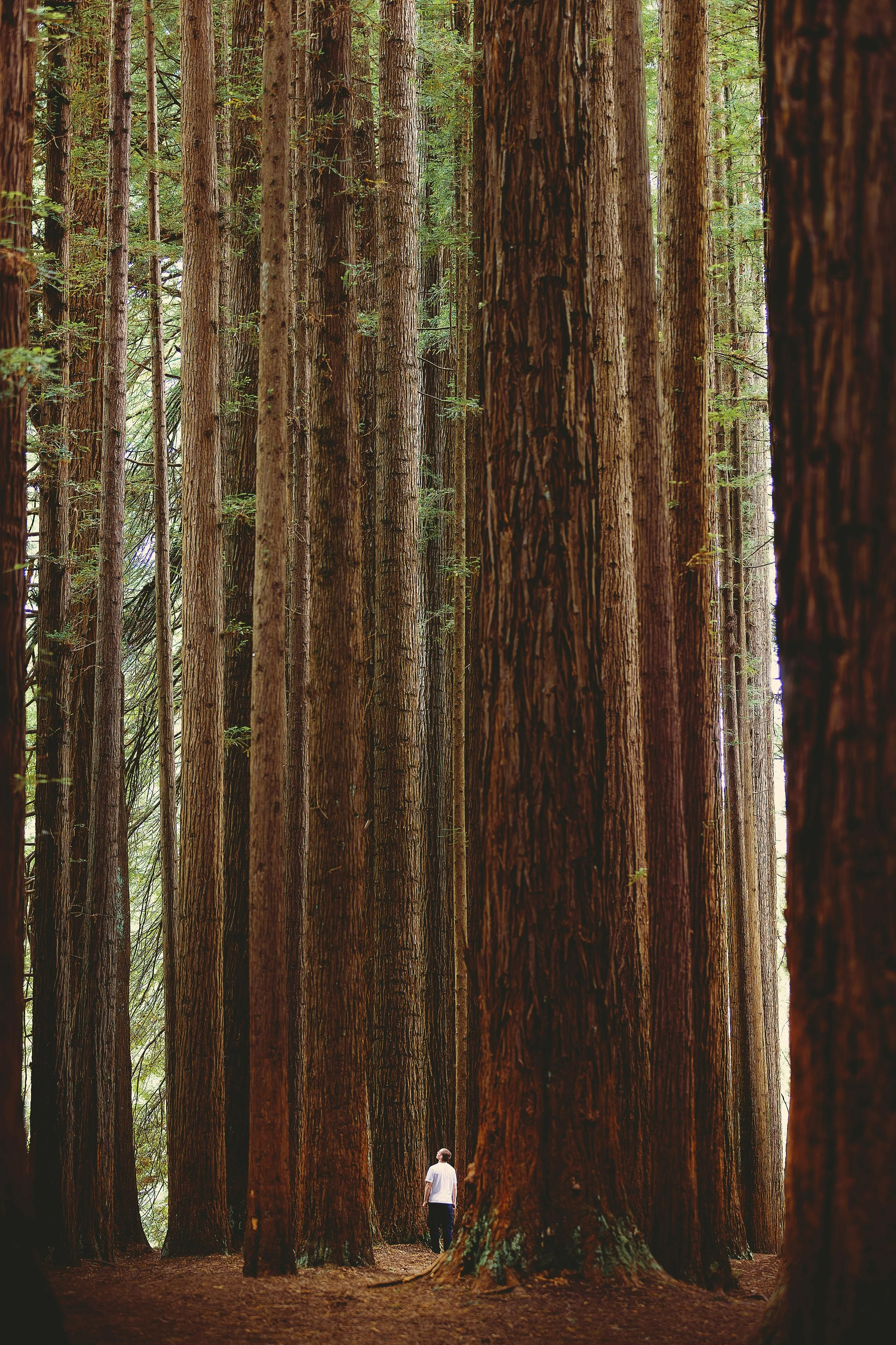 SEO is like building a forest, not planting a single tree. Authority grows when content, links, and structure work together over time.