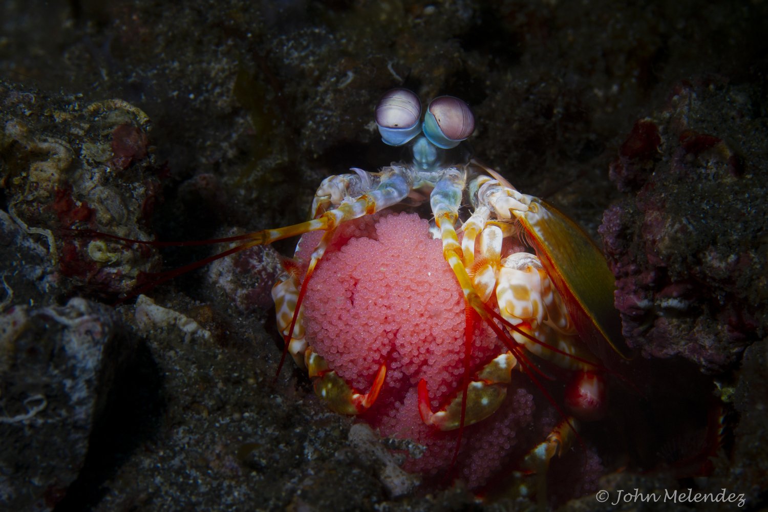 Peacock Mantis Shrimp with Eggs.JPG