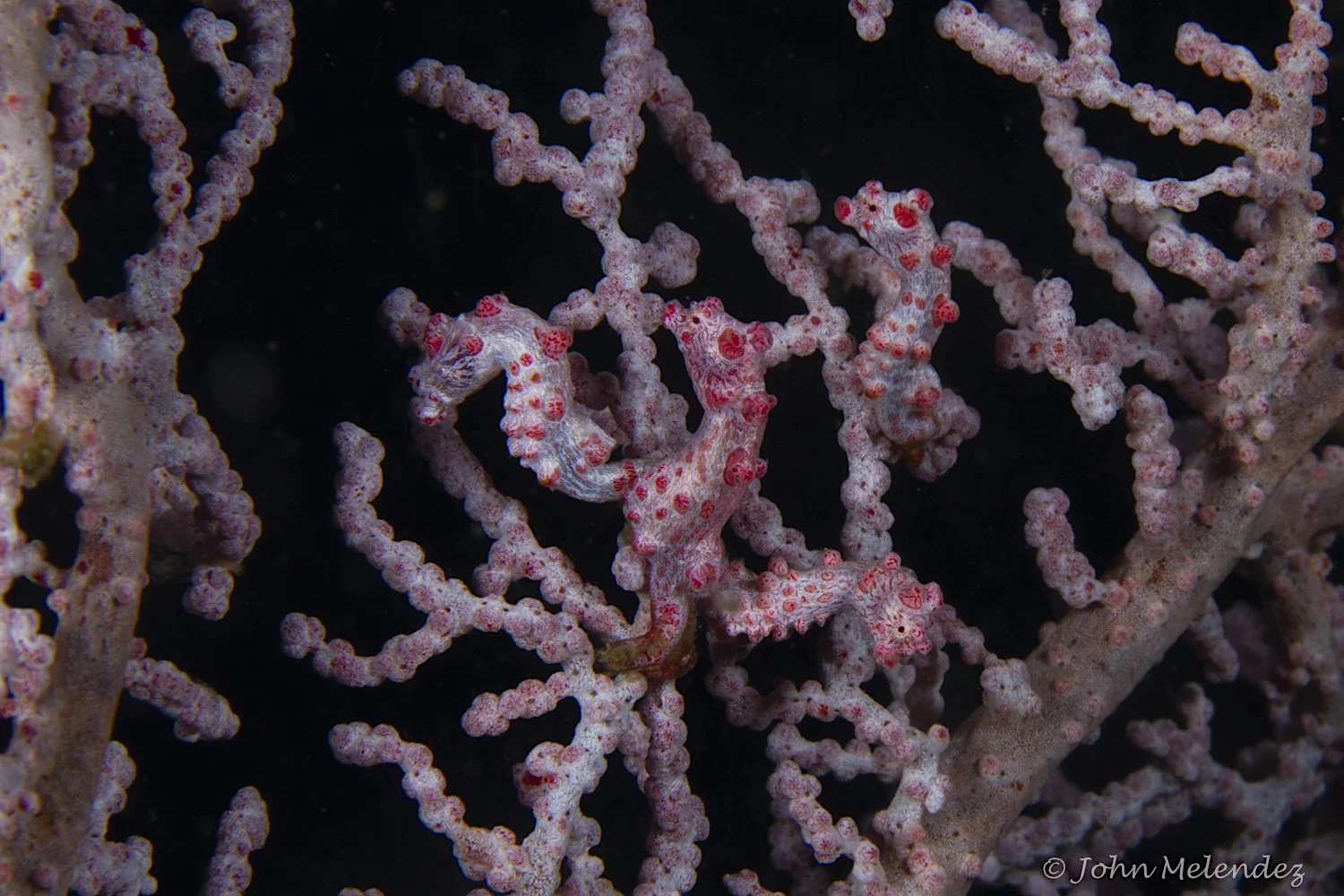 Multiple Bargibanti Seahorses.JPG