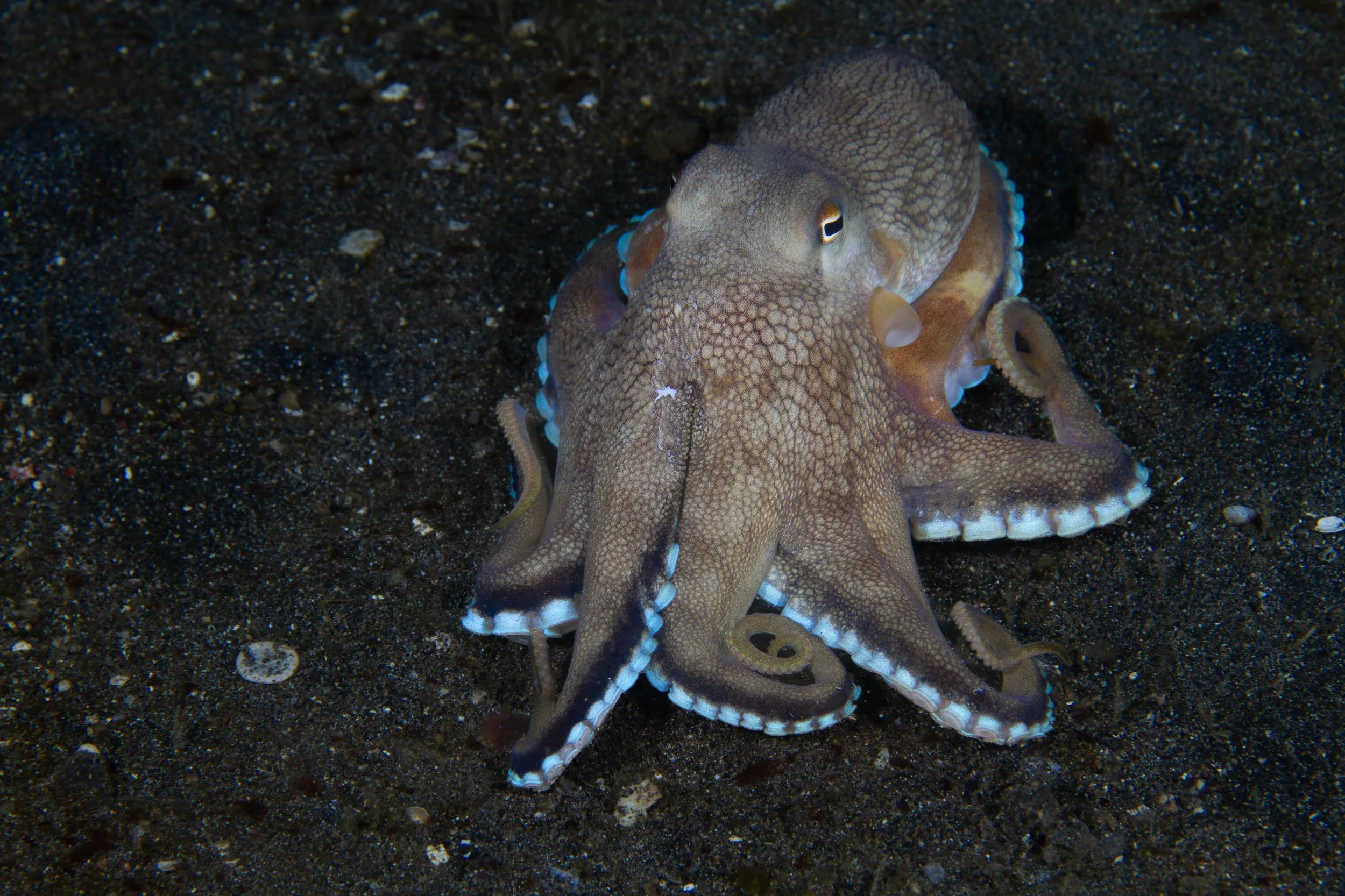 Coconut Octo Blue Suckers-2.jpg