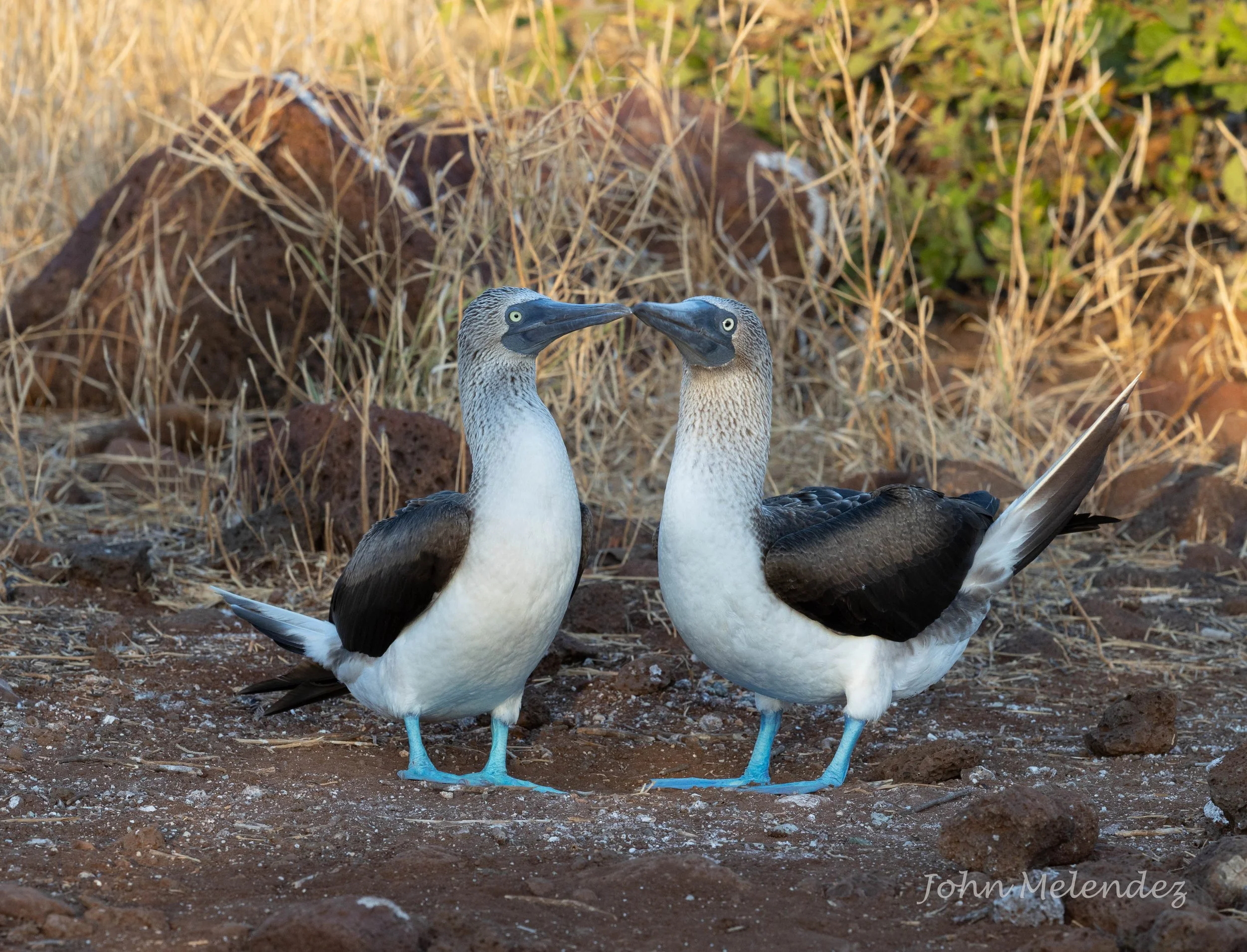 Blue Footed Boobies.JPG