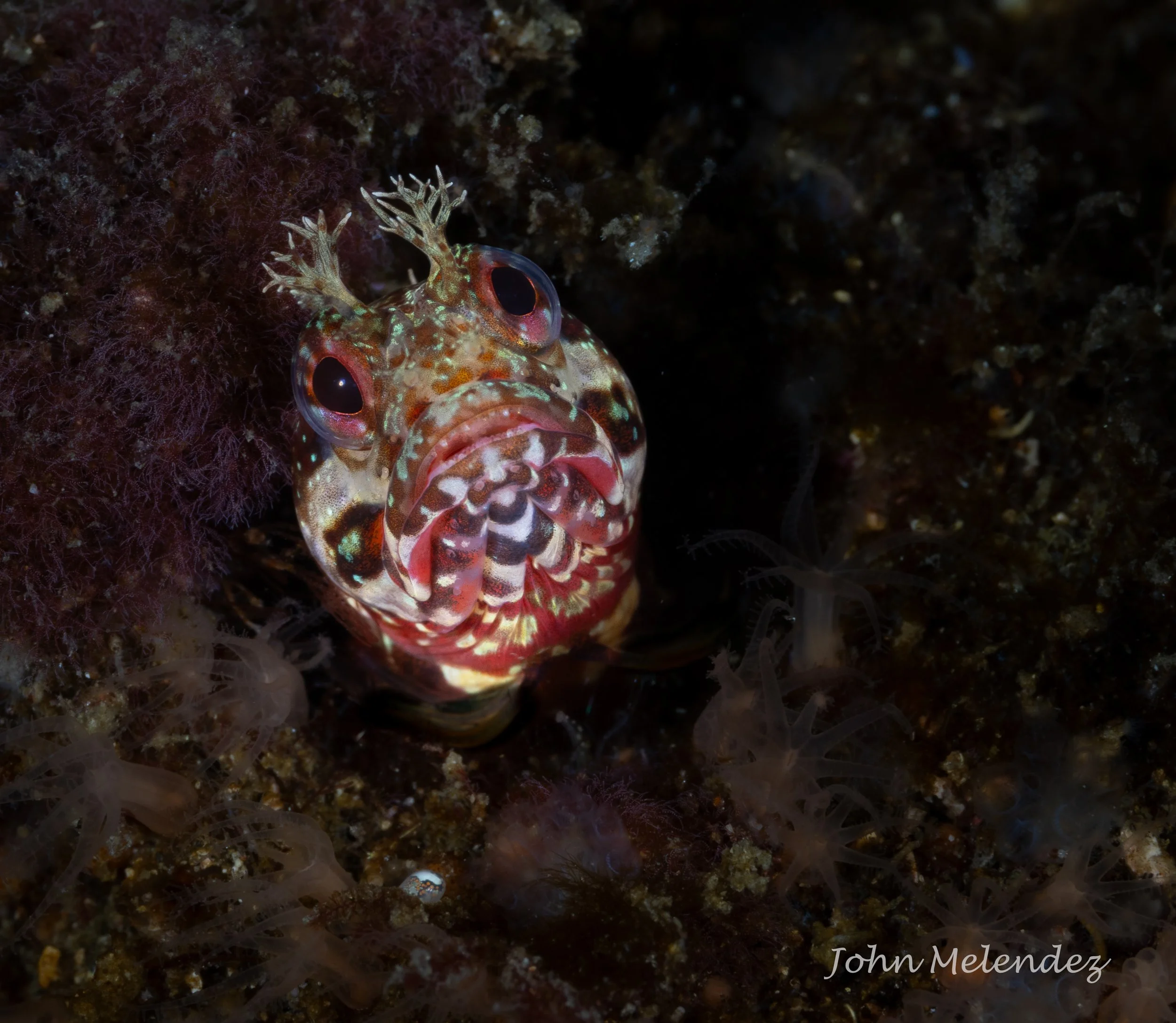 Fringehead Face-2.JPG