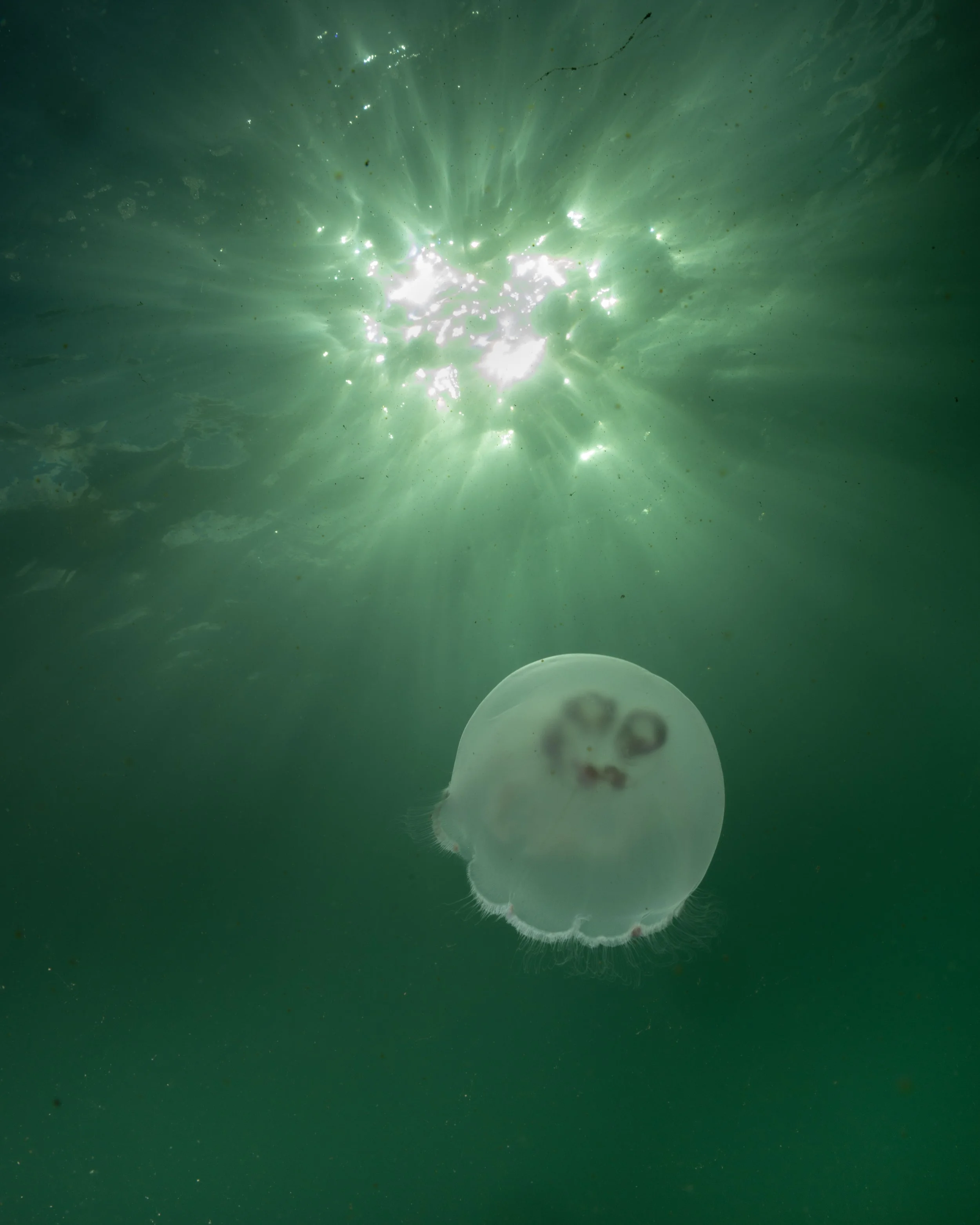 Sun Drop - Melendez_John_2.JPG