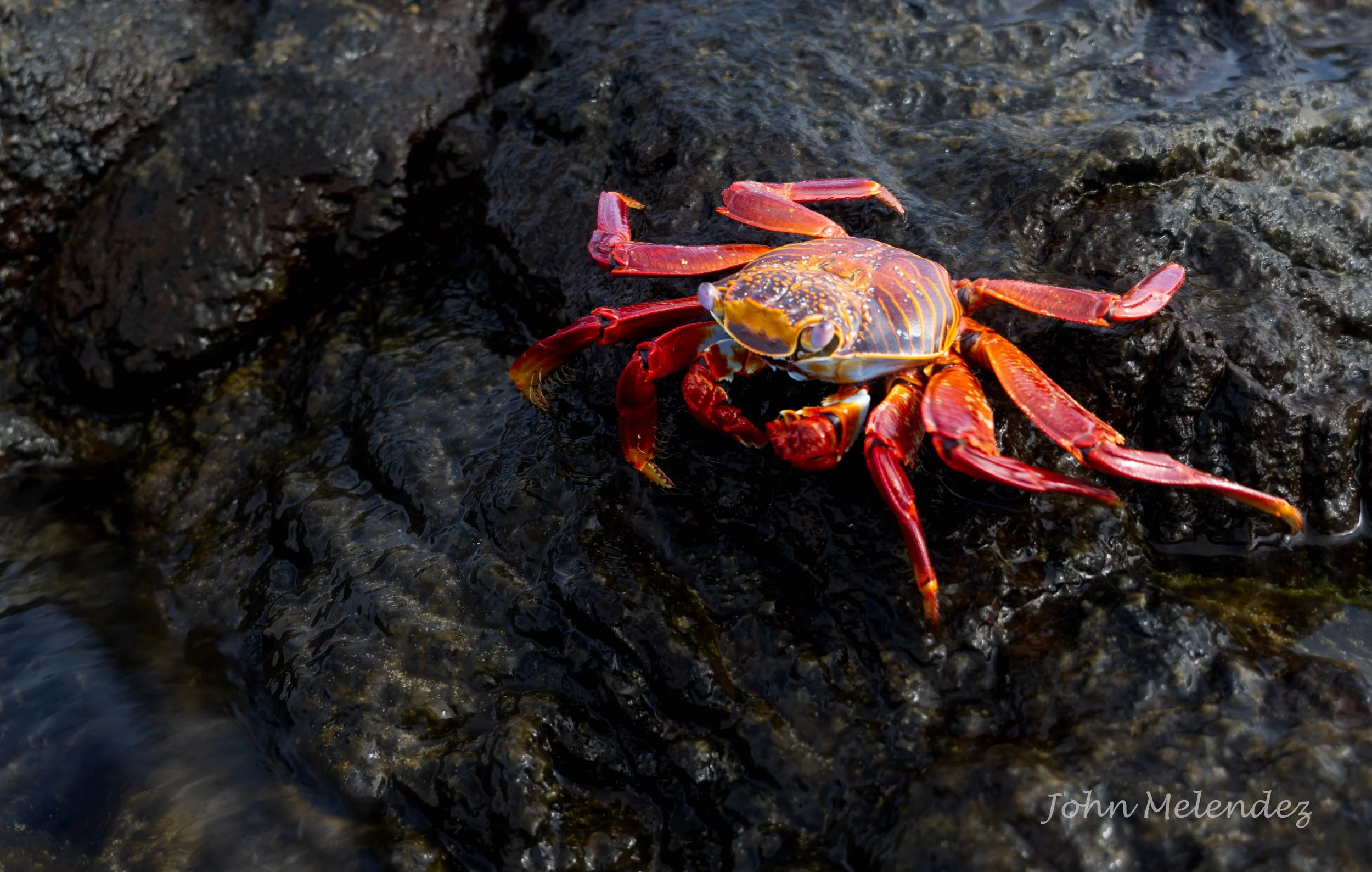 Sally Lightfoot Crab.JPG