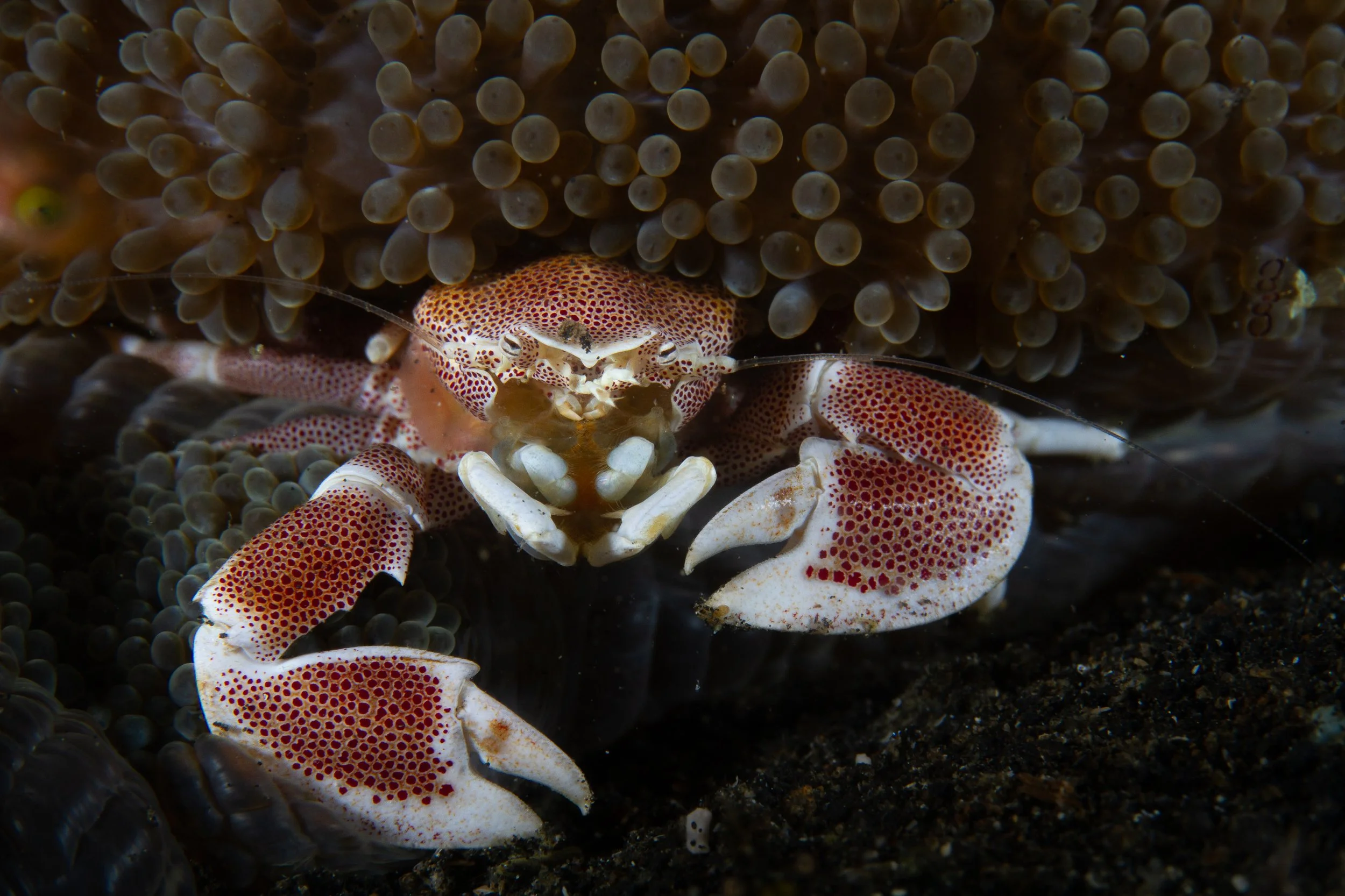 Porcelain Crab-2.jpg