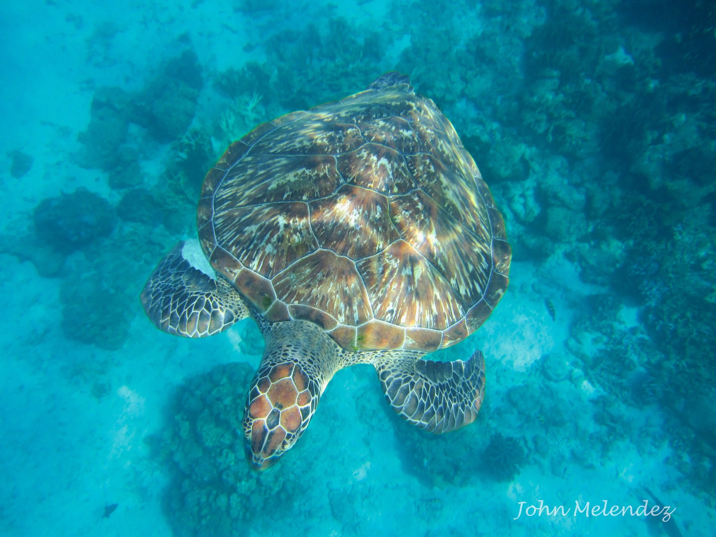 Turtle.jpg