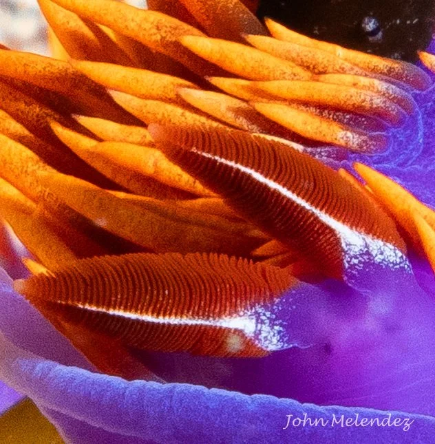 Spanish Shawl Rhinophores.JPG