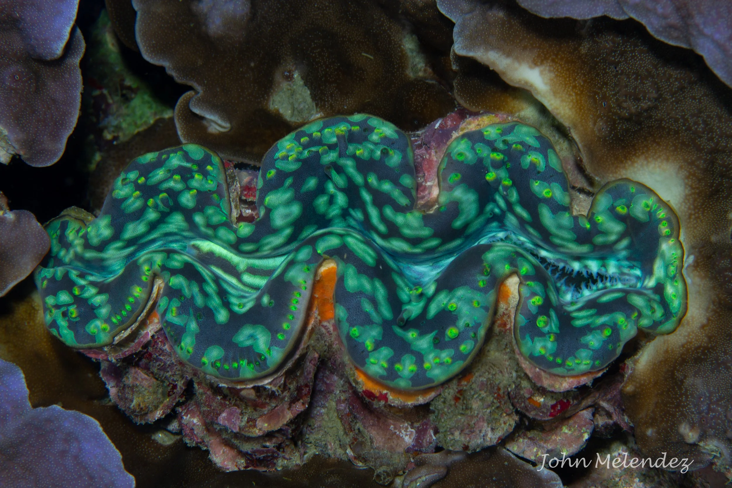 Green Giant Clam.jpg