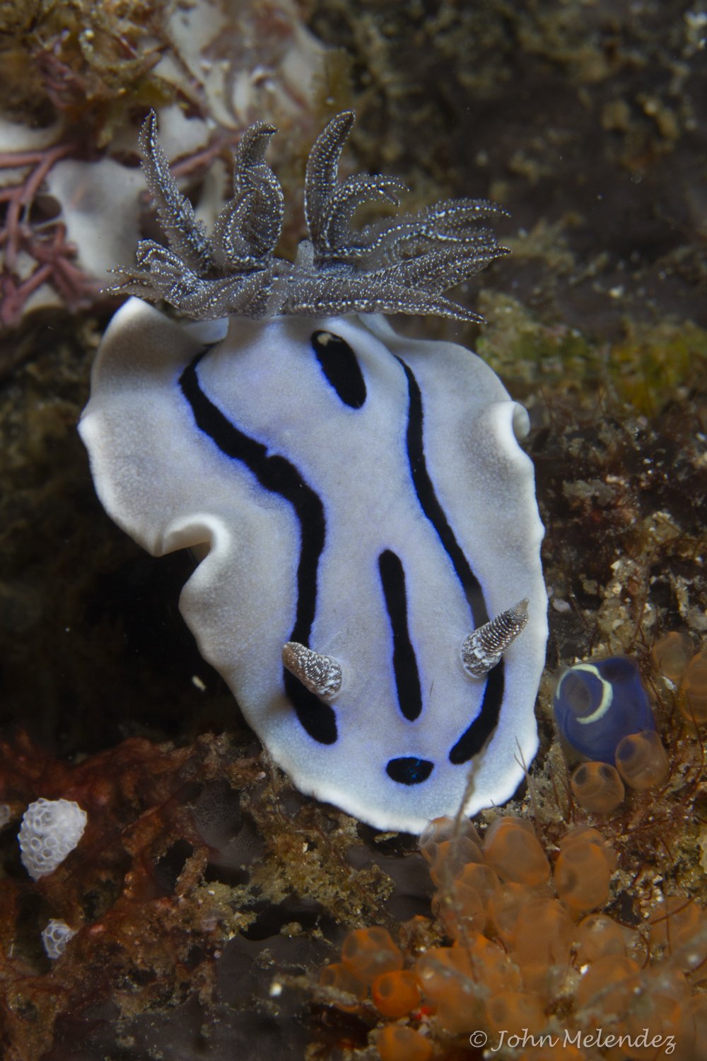 Nudibranch.JPG