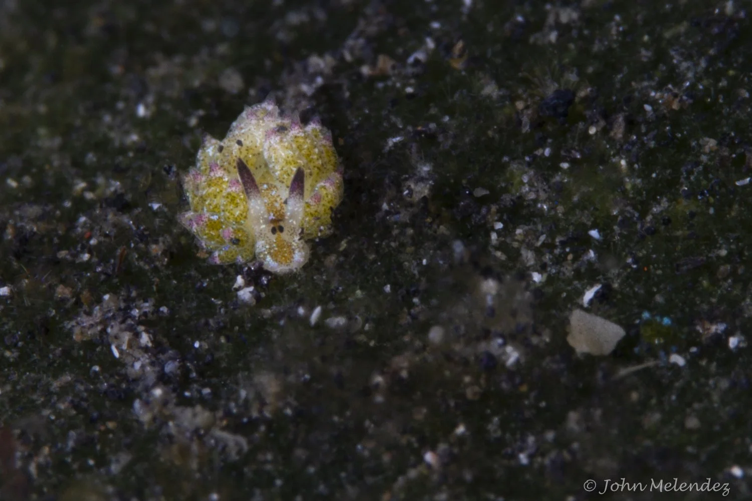 John Melendez-18.JPG