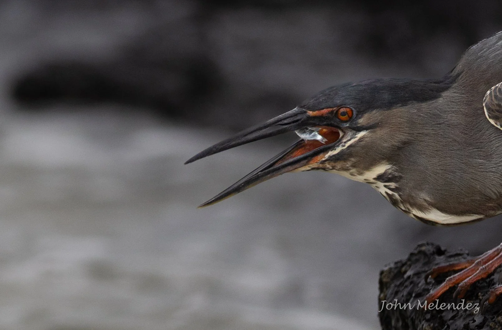 Lava Heron Hunting-22.JPG