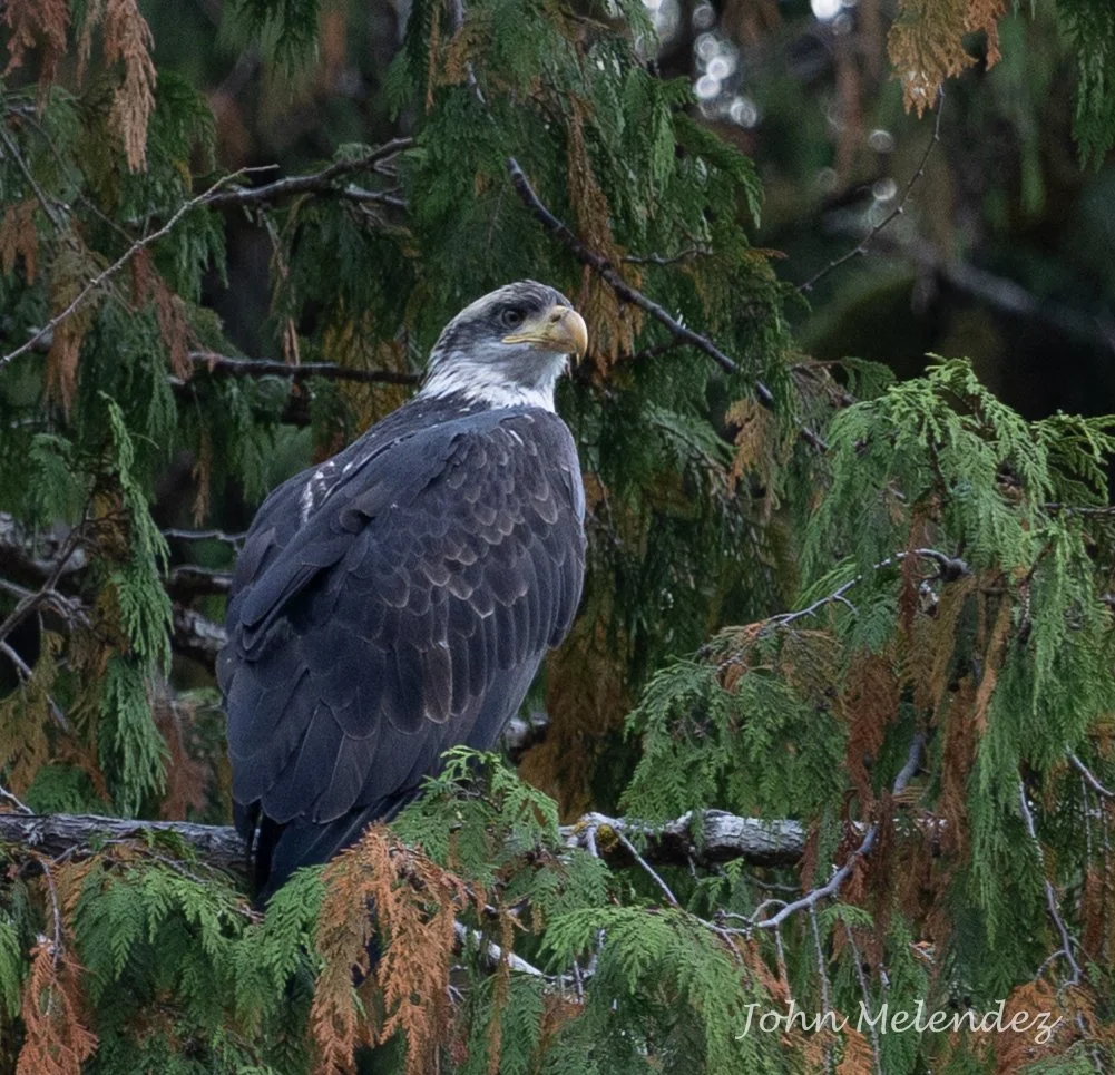 Bald Eagle 3 yr old.JPG