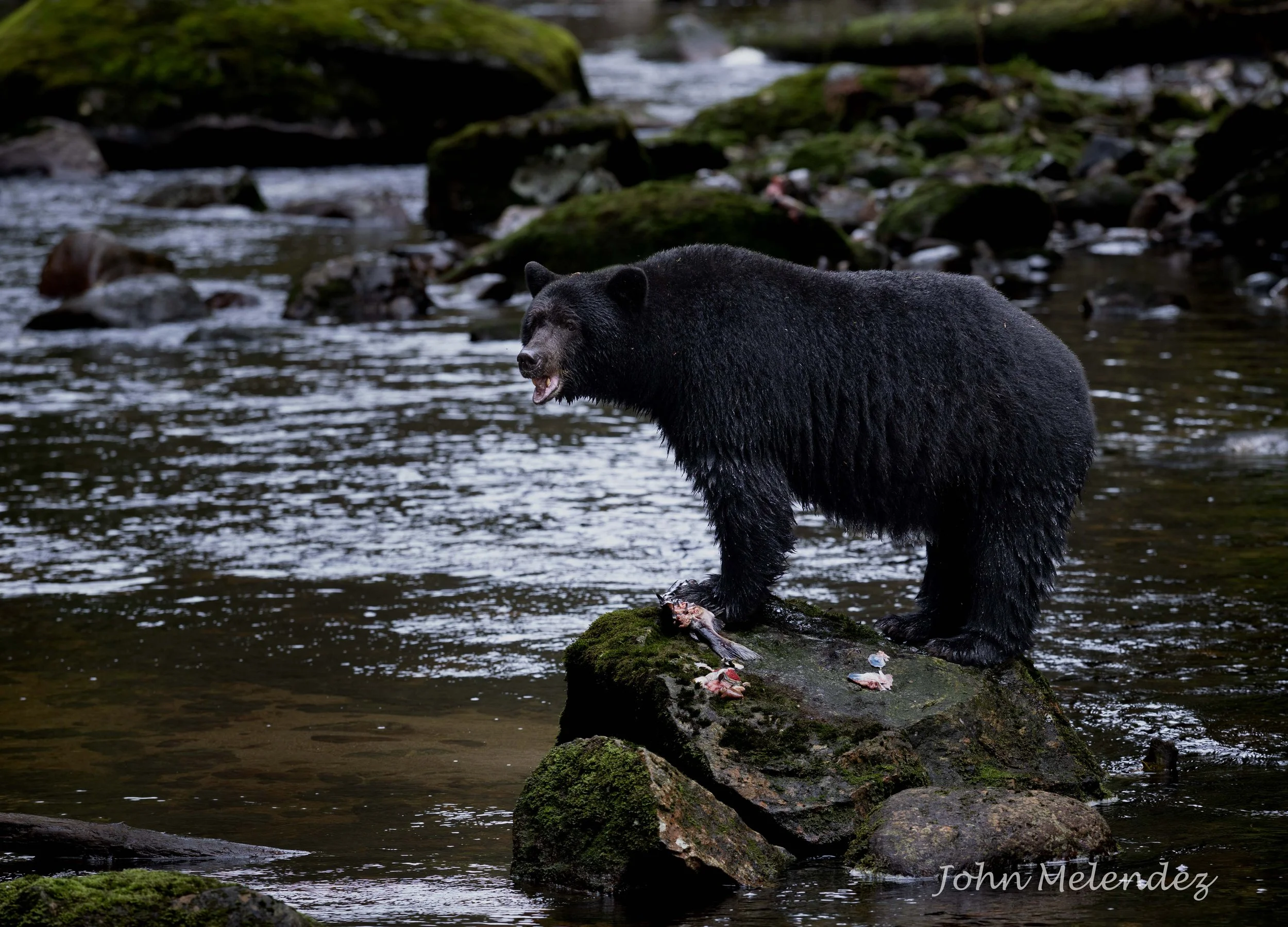 Black Bear On Rock.JPG