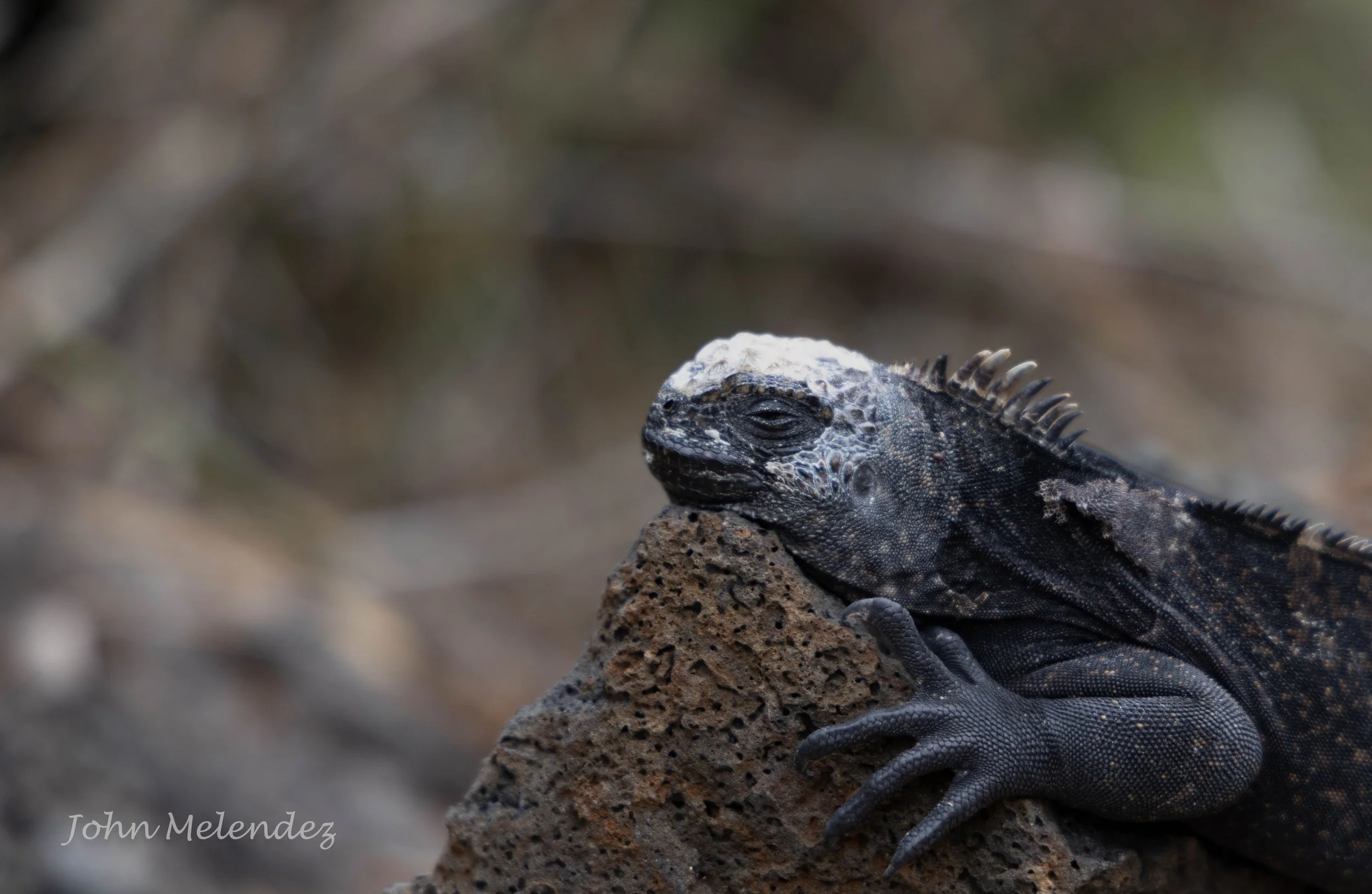Marine Iguana LS.JPG