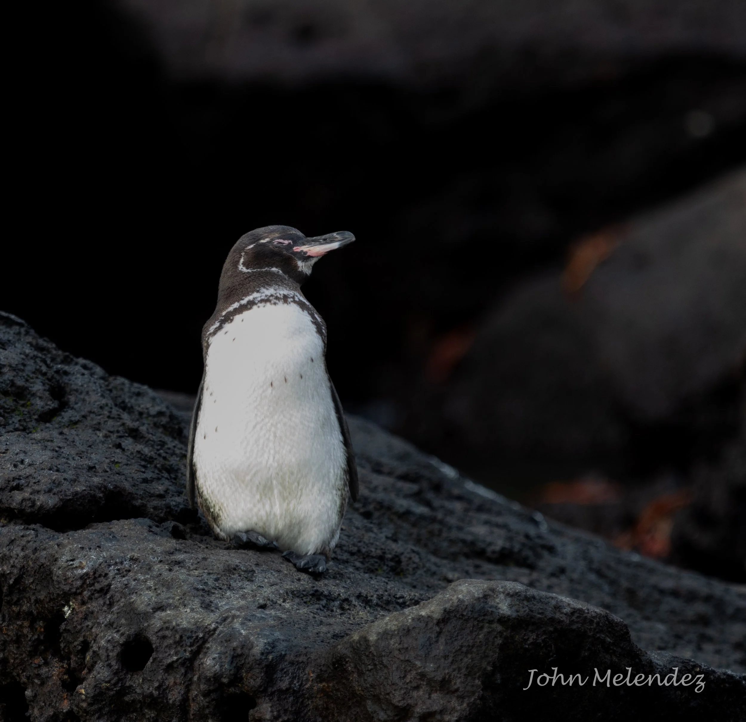 GPS Penguin.JPG