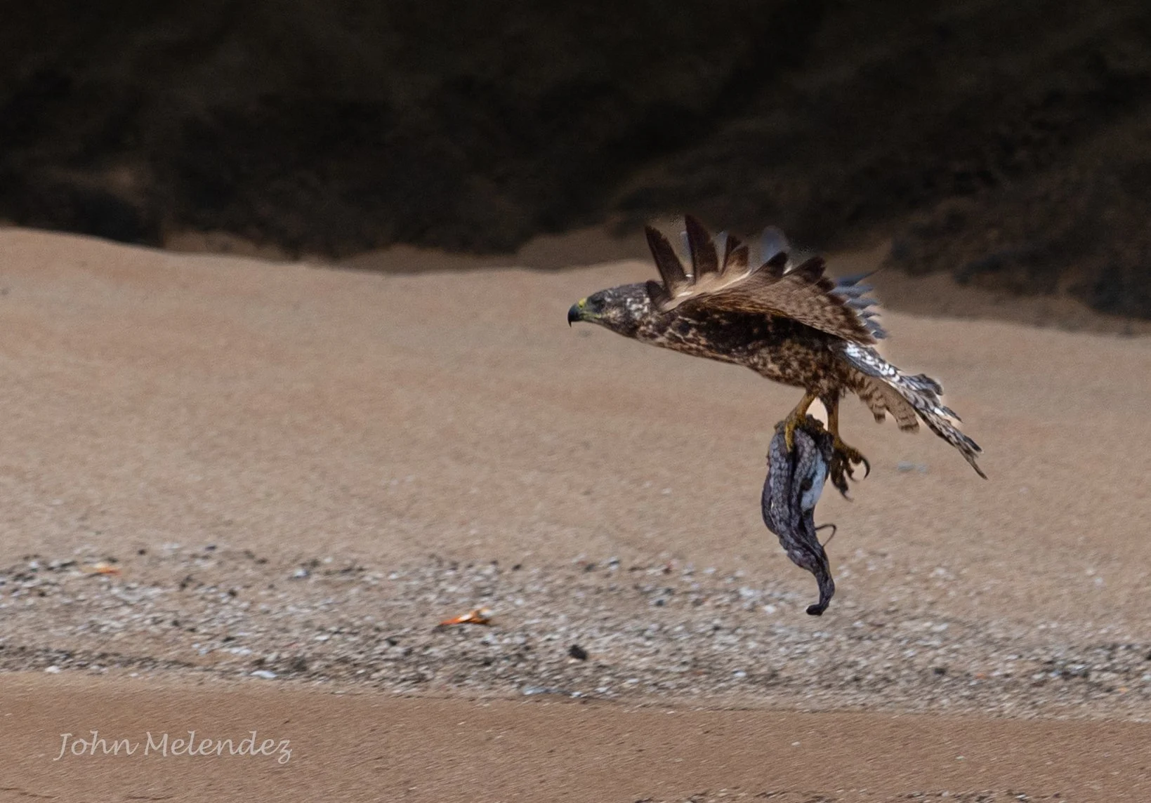 Flying Hawk OCTO WM LS .JPG