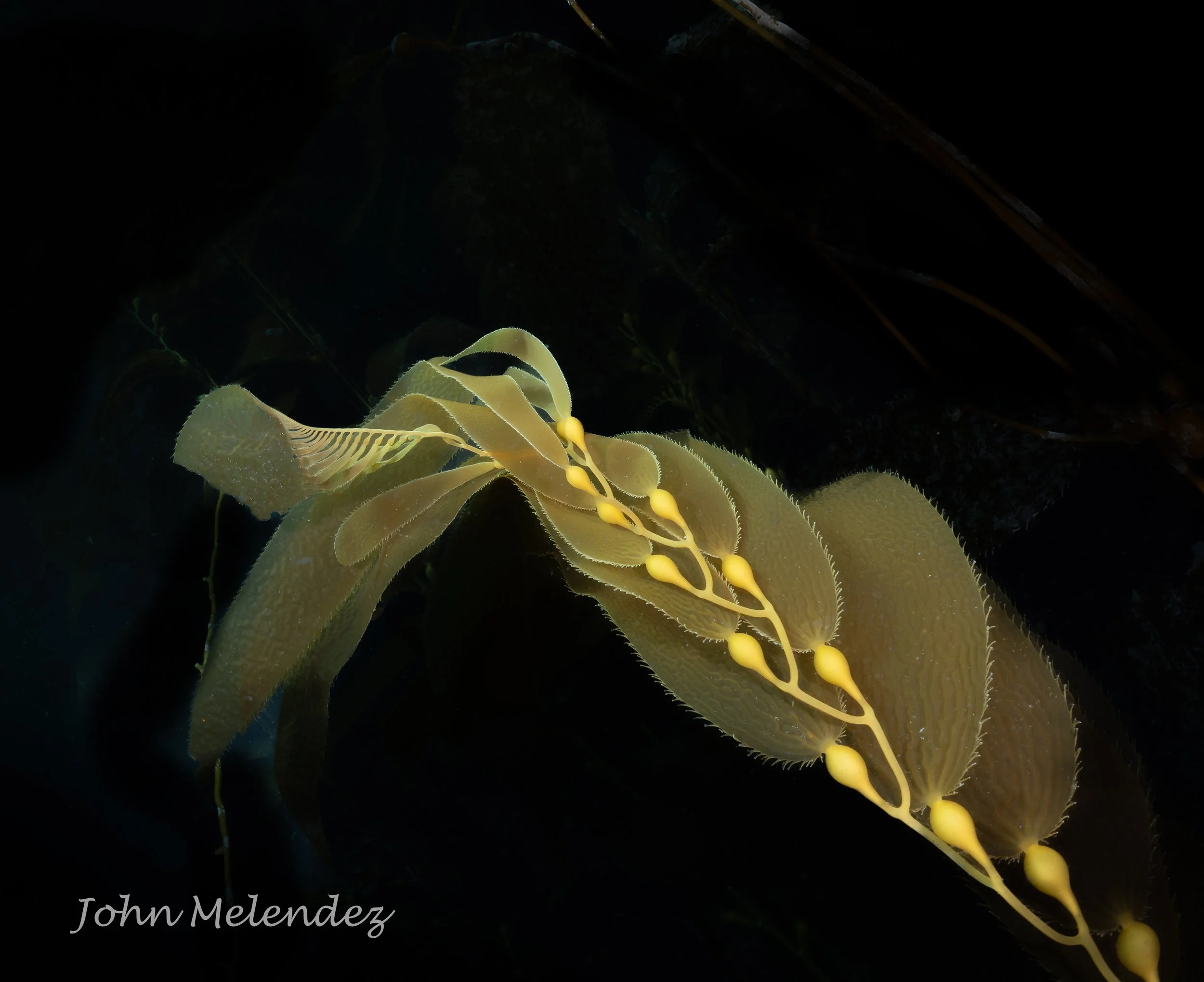 Kelp.JPG