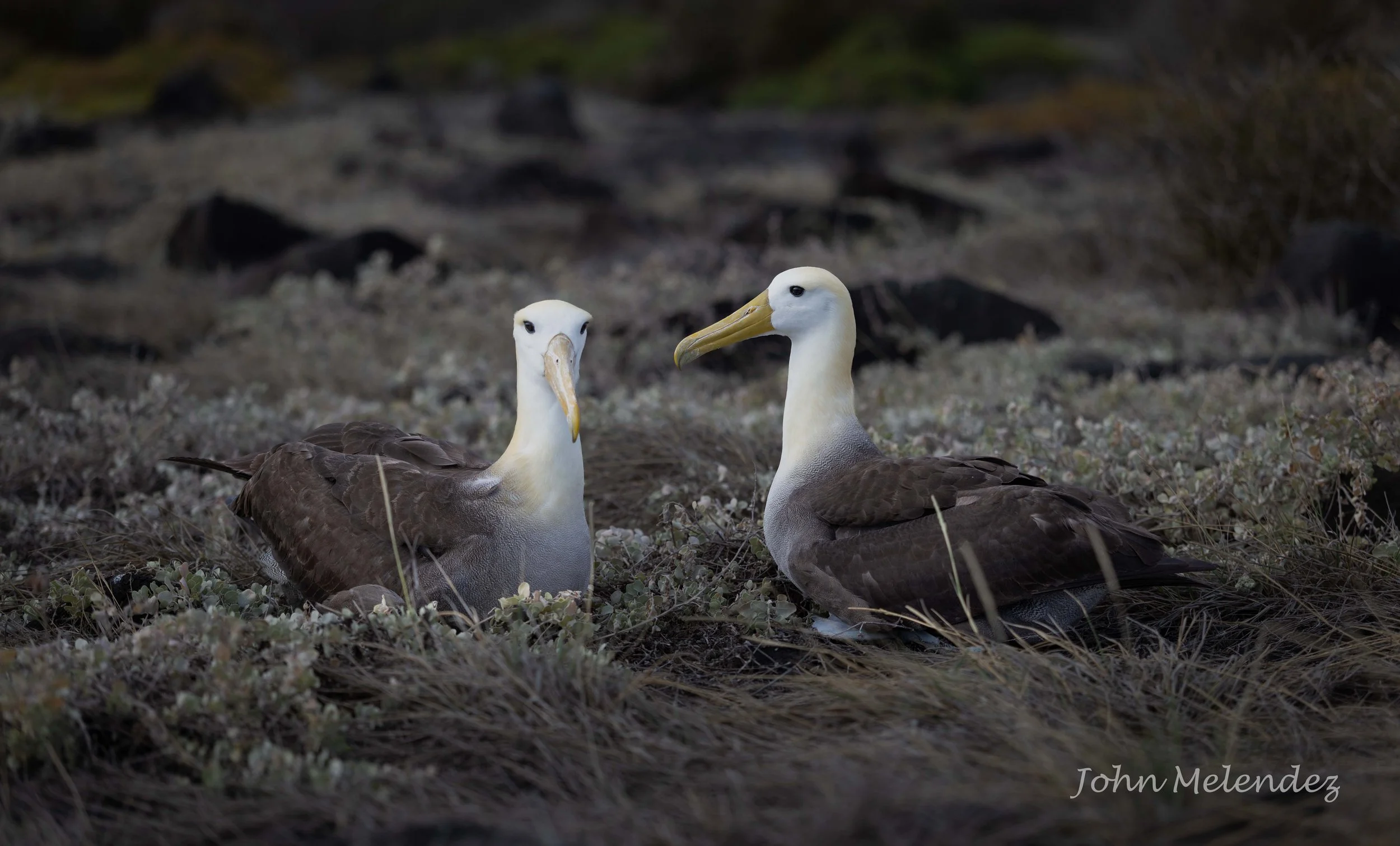 Wave Albatross Pair.JPG