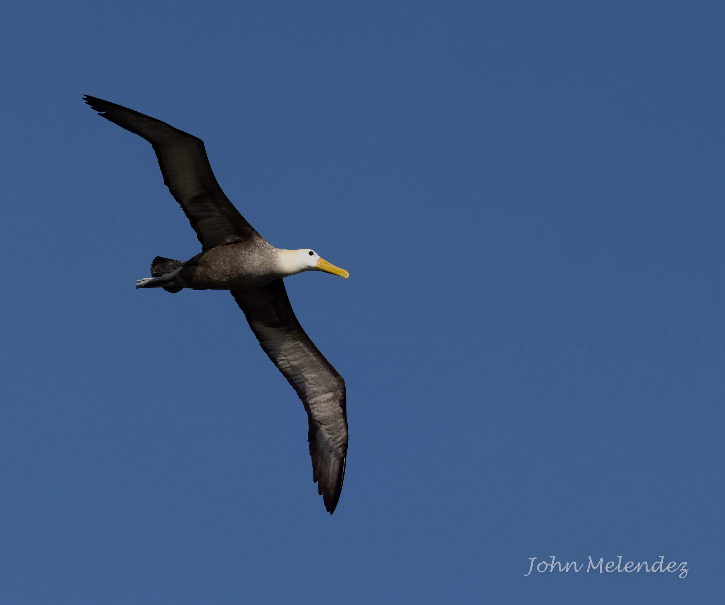 Flying Albatross.JPG