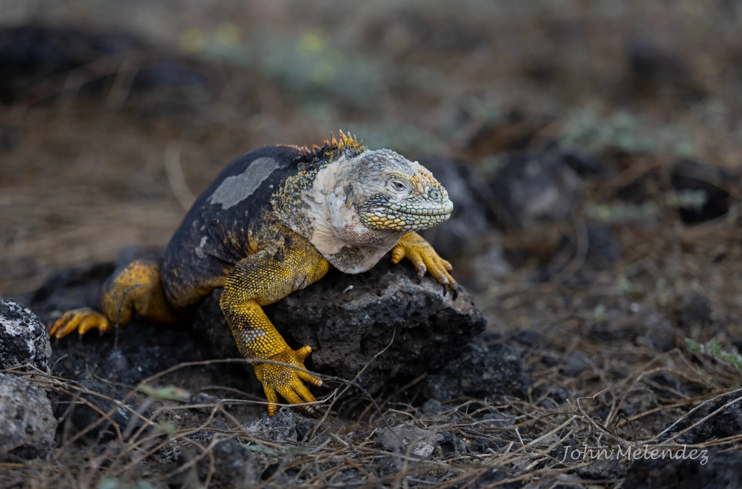 GPS Land Iguana.JPG