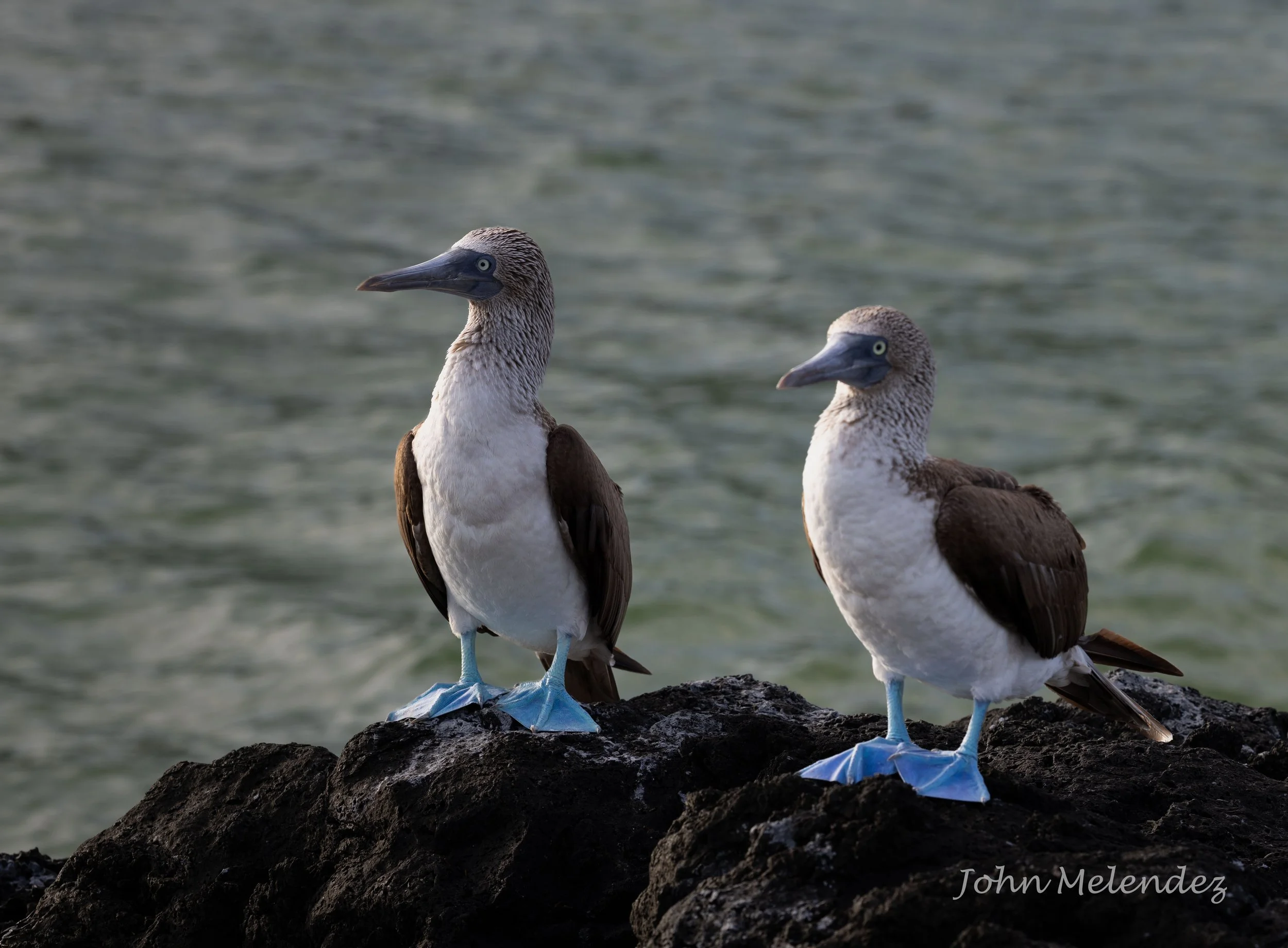 Blue Footed Boobies2.JPG