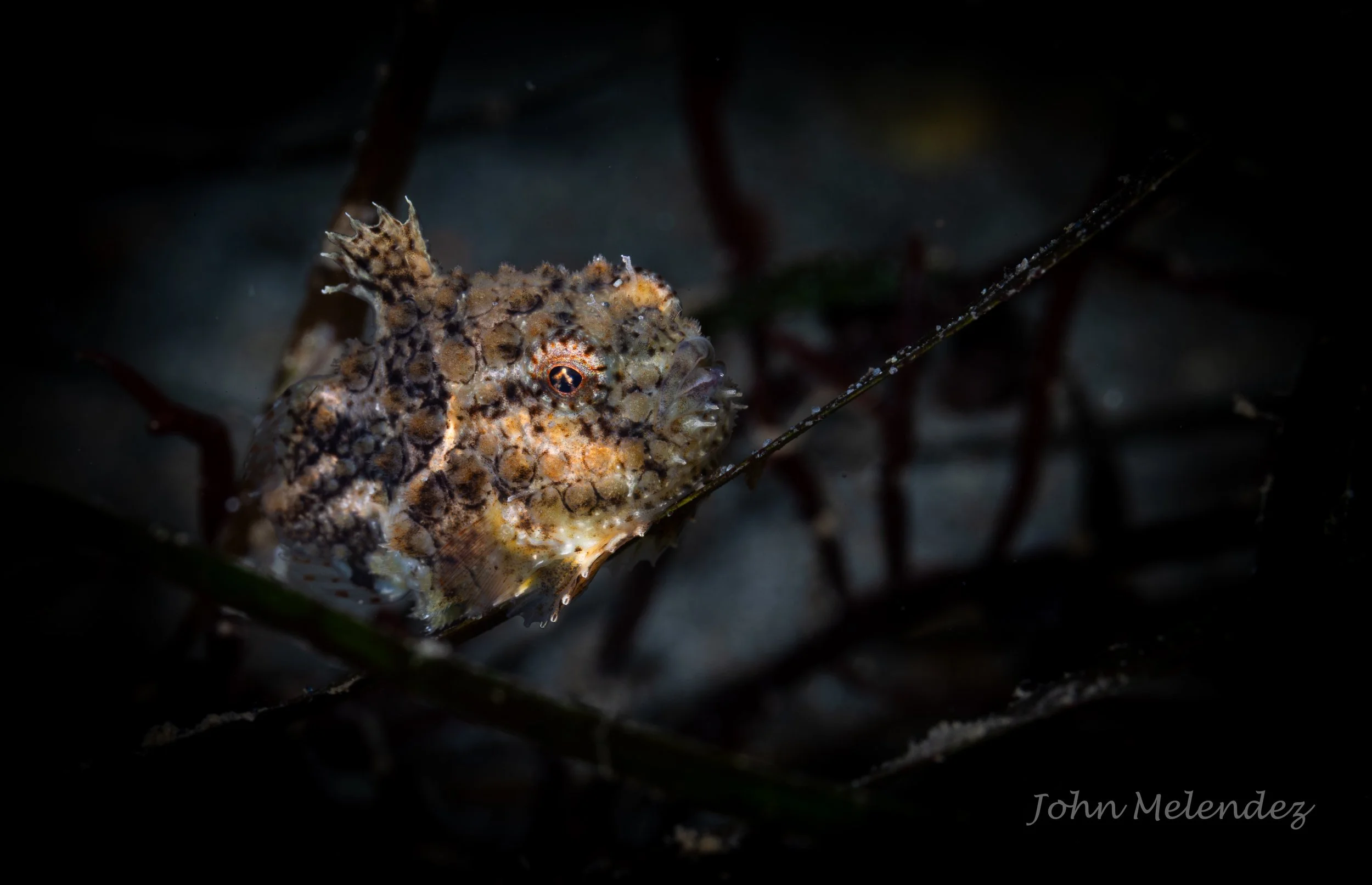 Pacific Lumpsucker.JPG