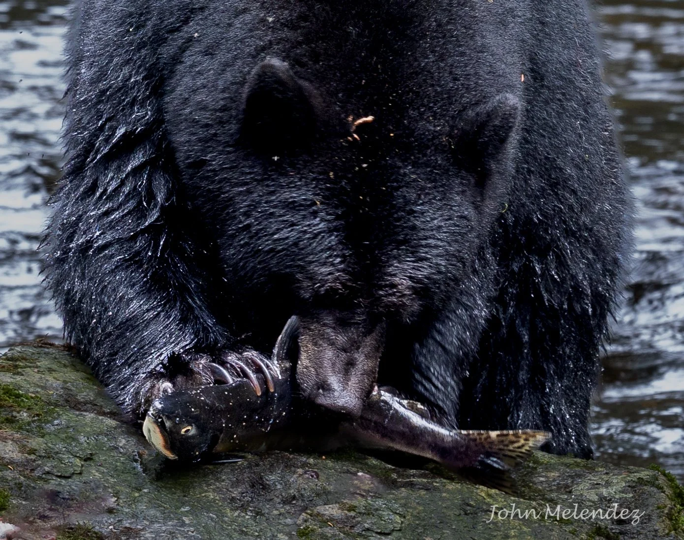 Black Bear Eating Close Up.JPG