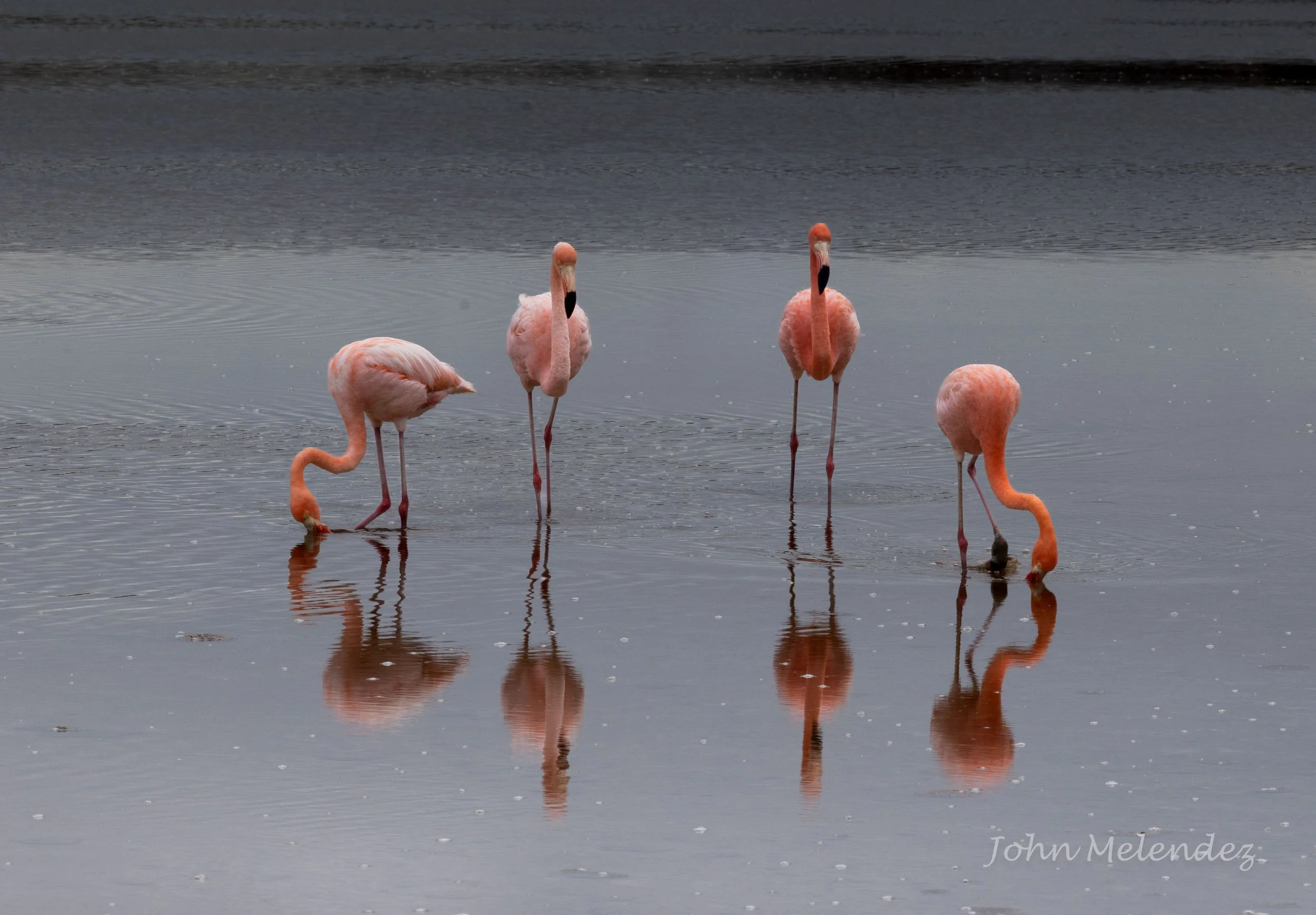 4 Flamingos.JPG