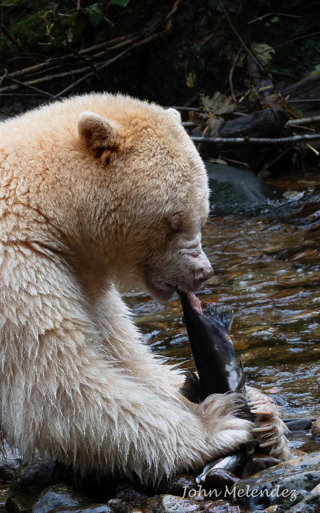 Spirit Bear Eating.JPG