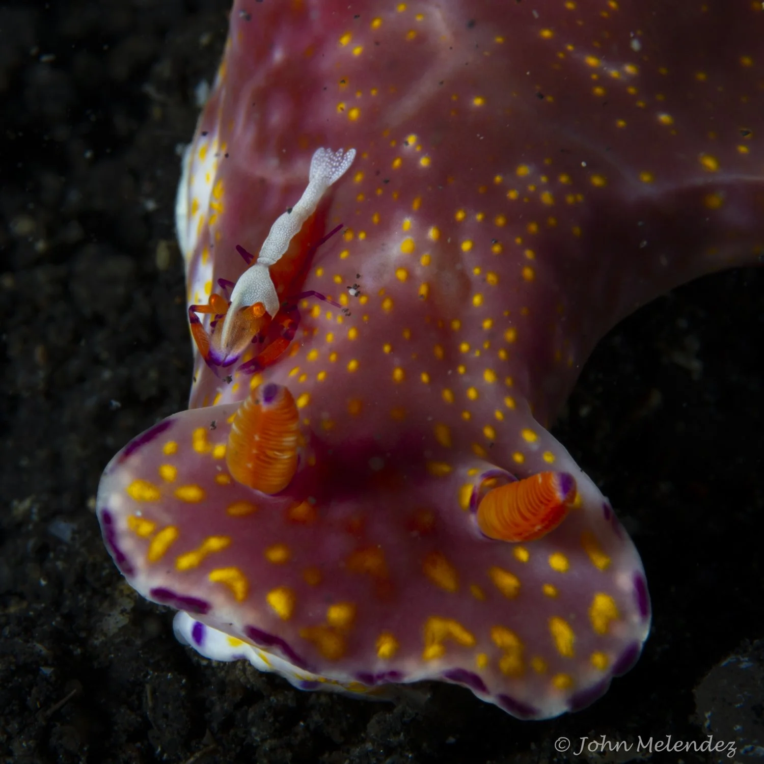 John 2 TBar Emporer.JPG