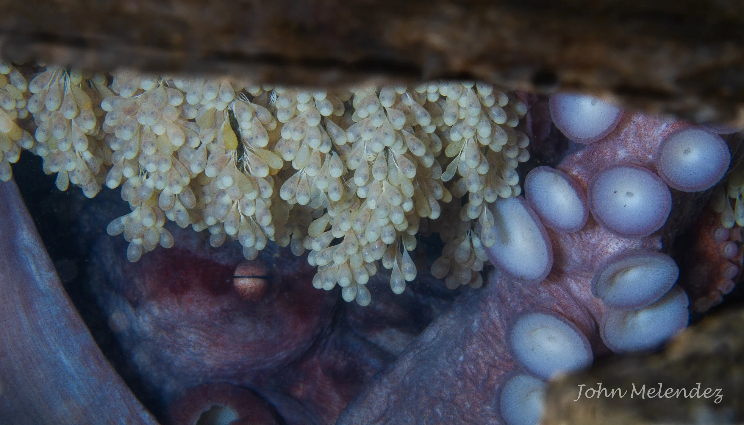 GPO on Eggs Redondo.JPG