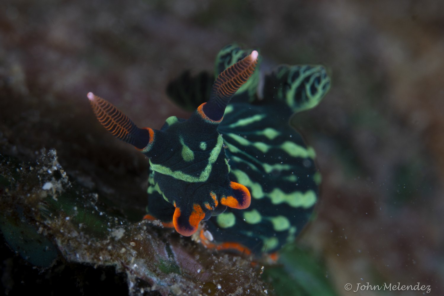 Nembrotha kubaryana Nudibranch.JPG