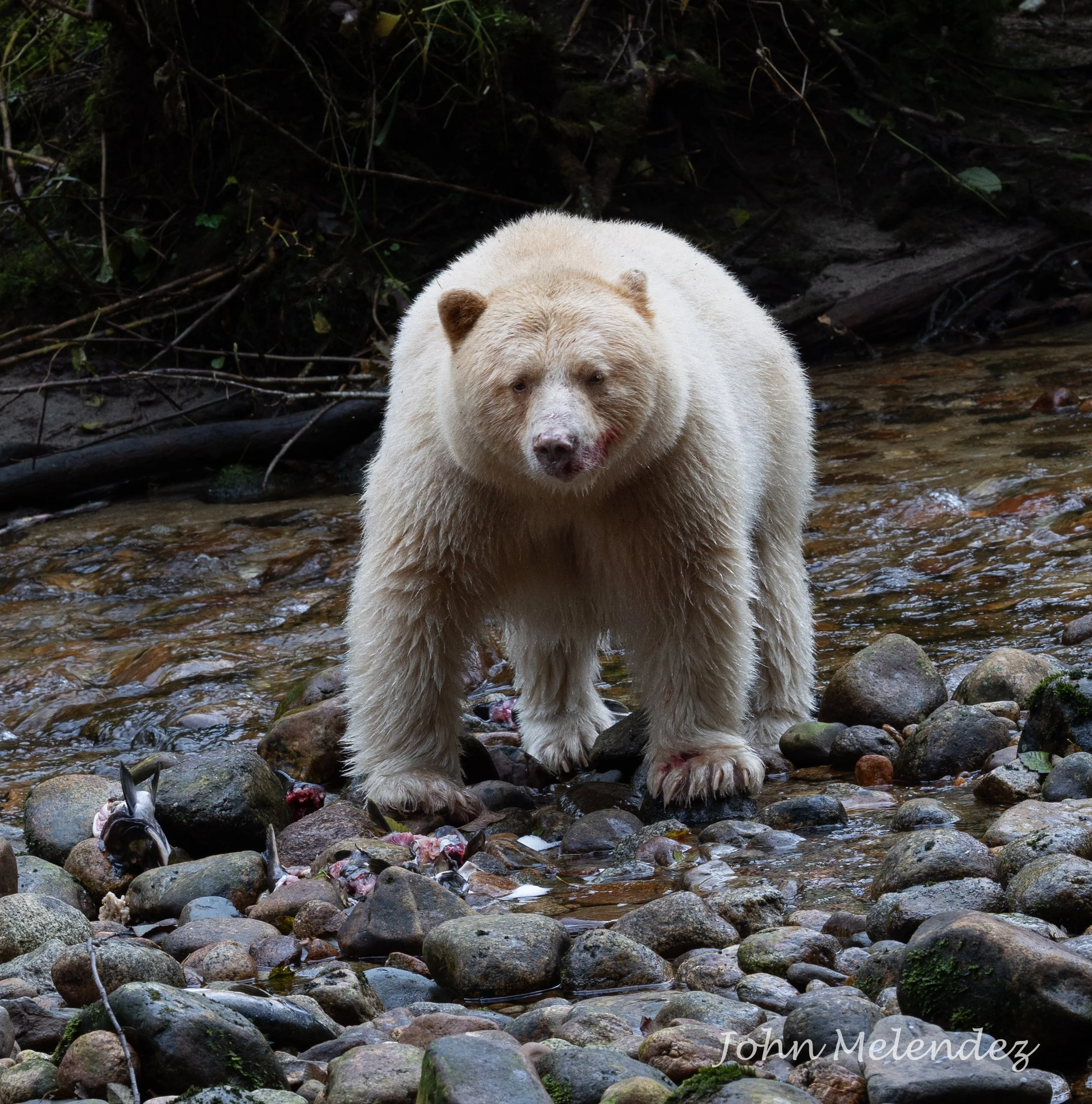 Spirit Bear 2.JPG