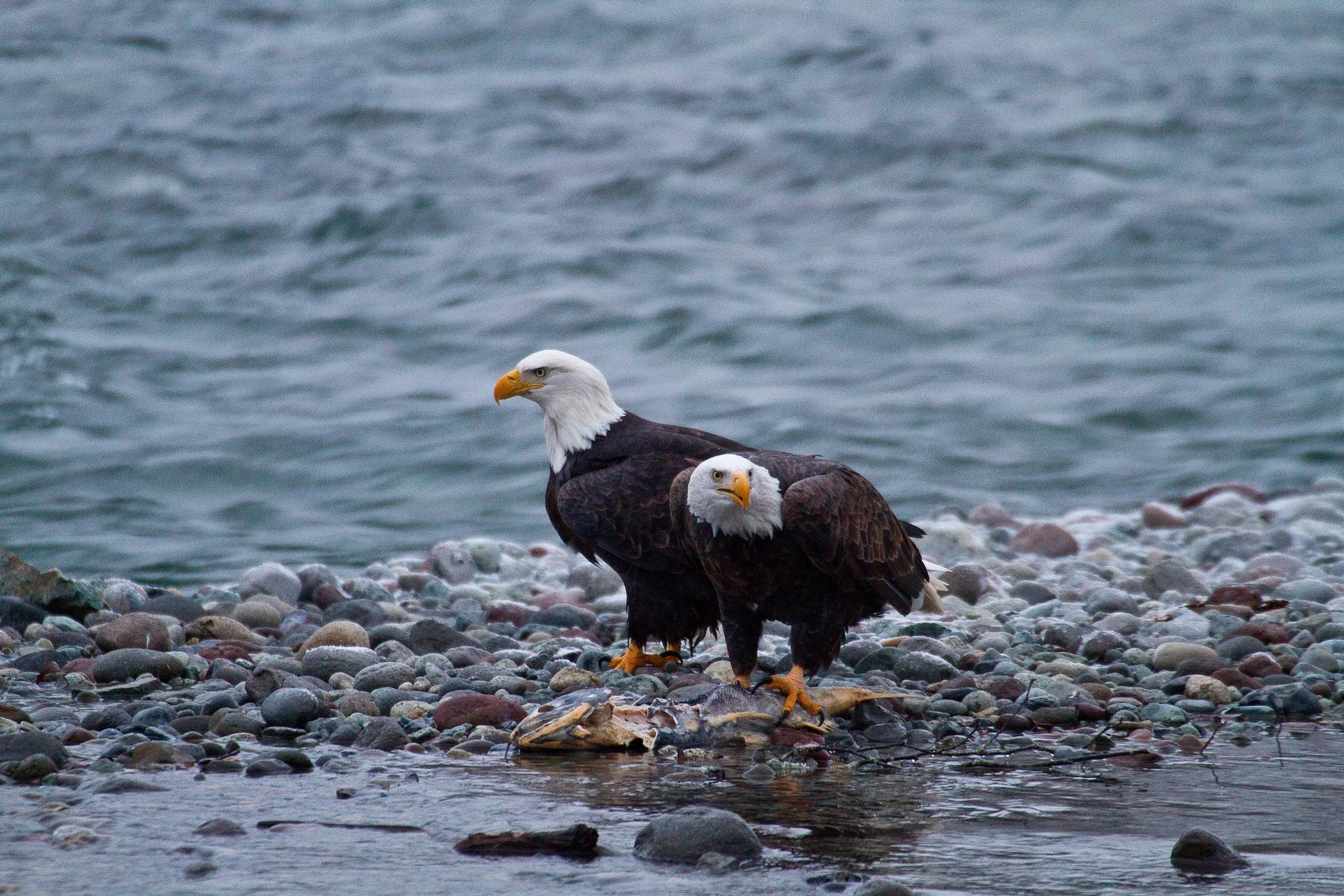 Eagle Couple Eating.jpg