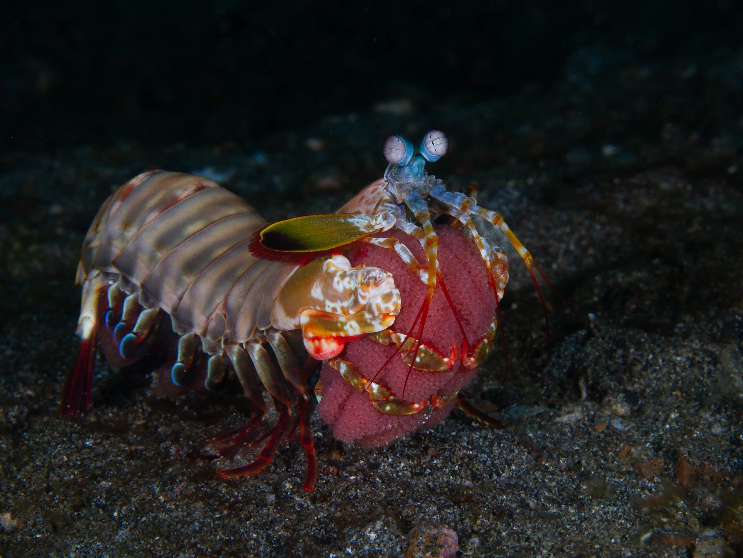 Full Mantis Shrimp.jpg
