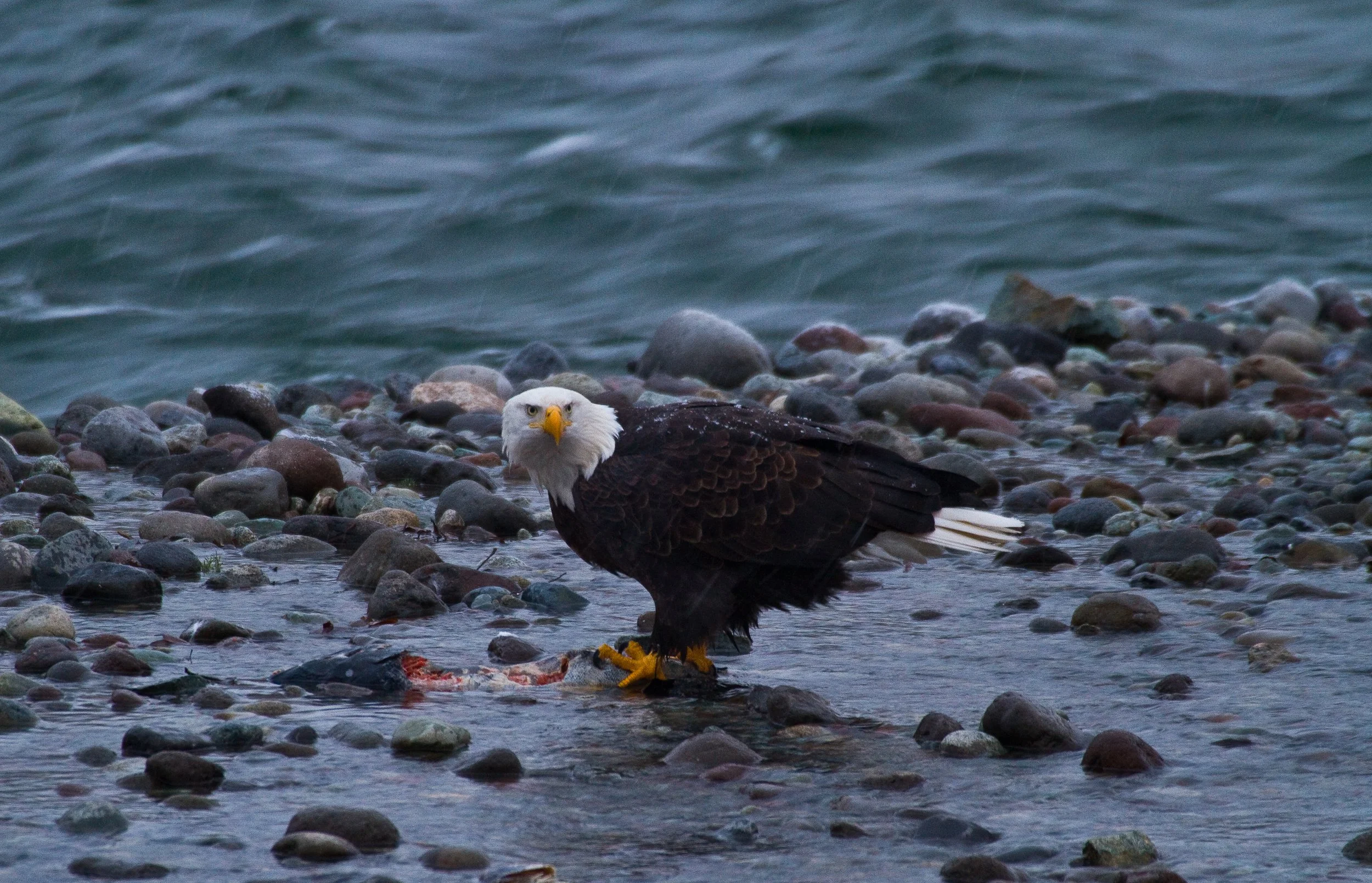 Eagle Stare-2.jpg