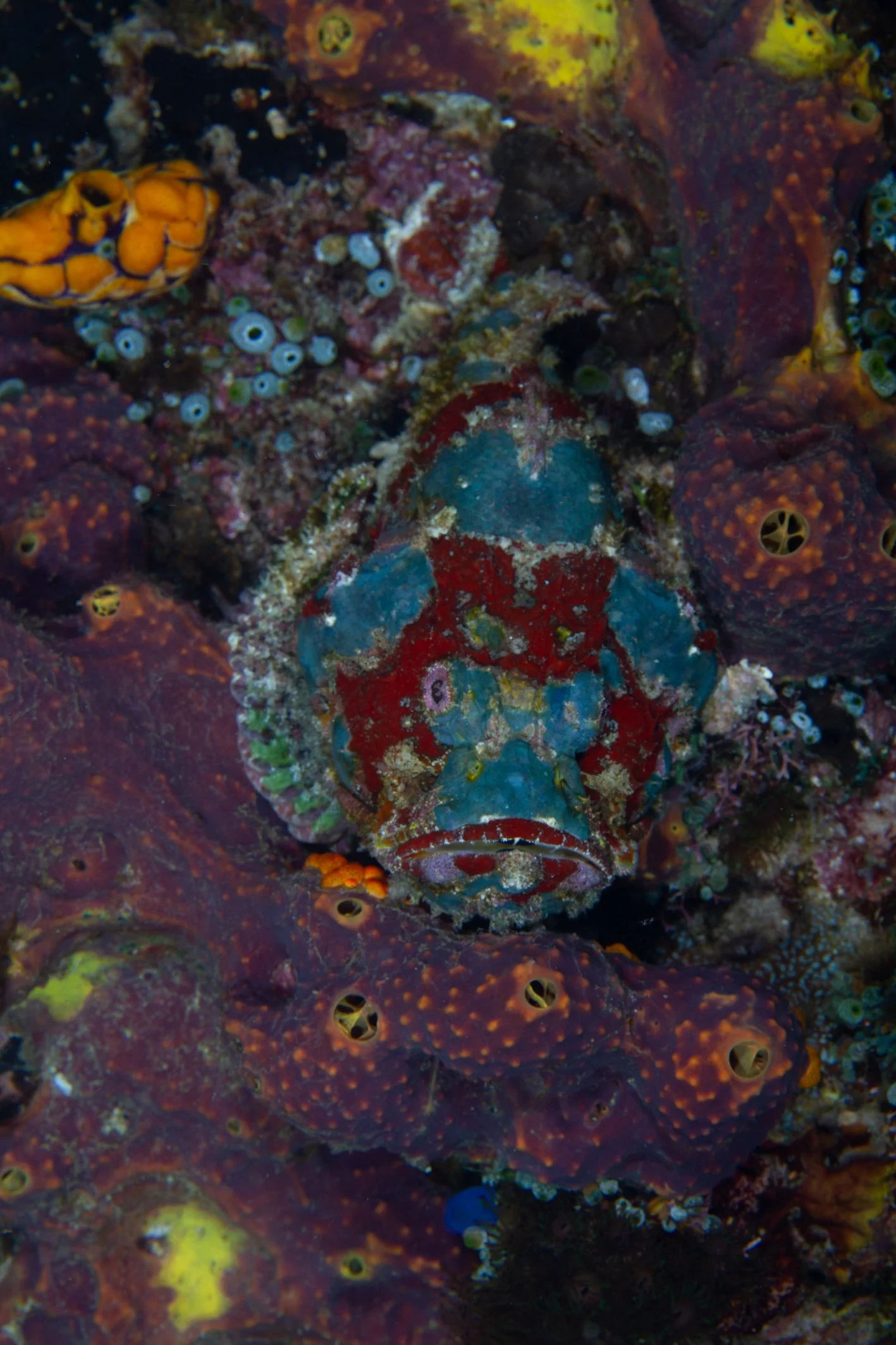 Scorpion fish colorful.jpg