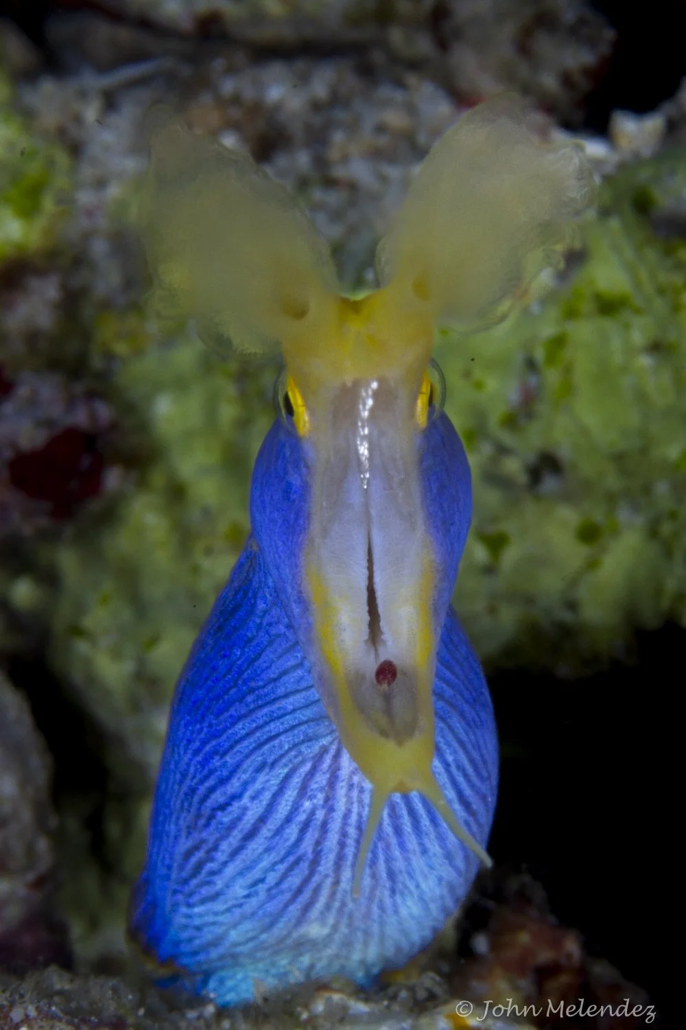 Blue Ribbon Eel.JPG
