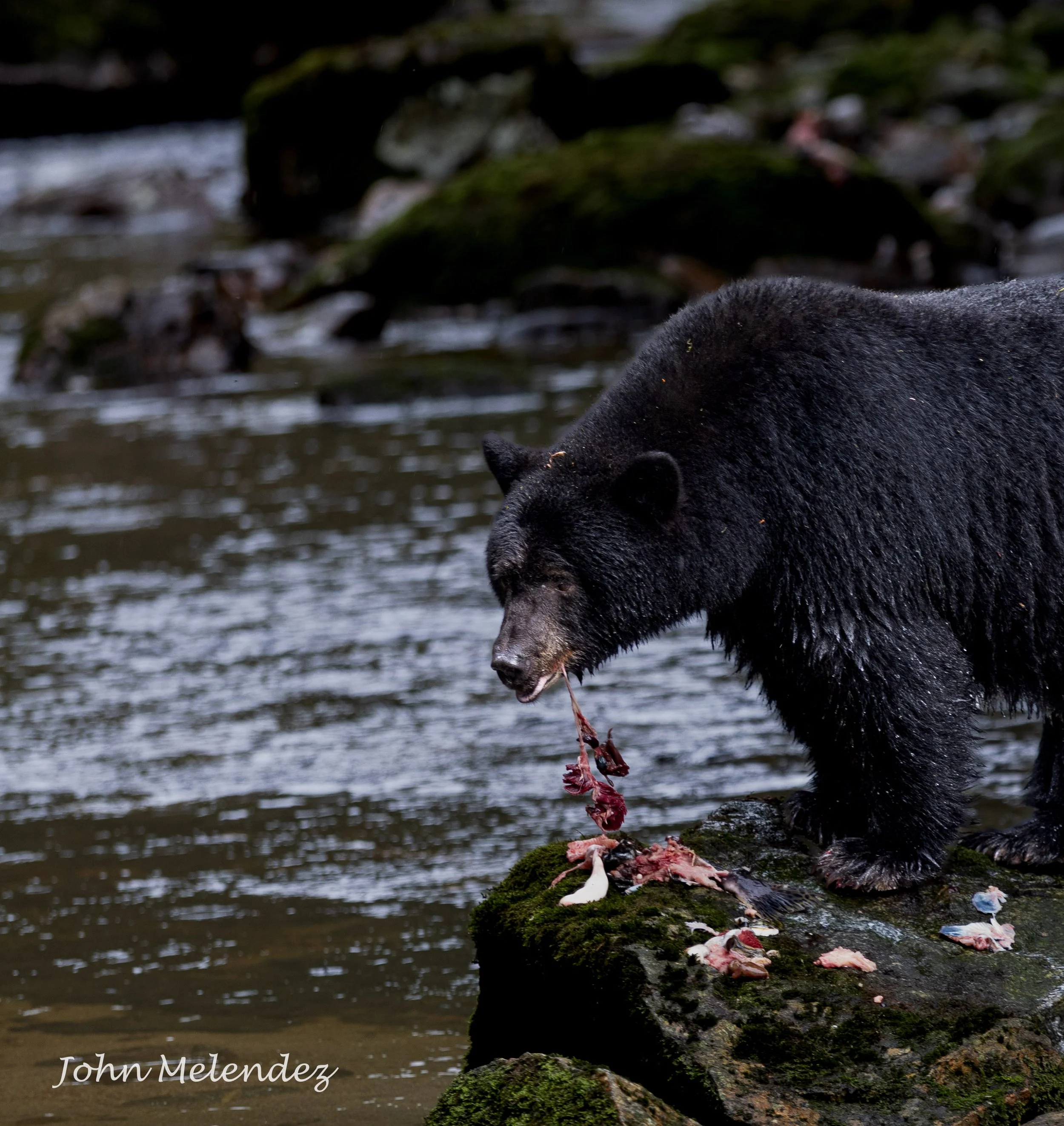 Black Bear Eating.JPG