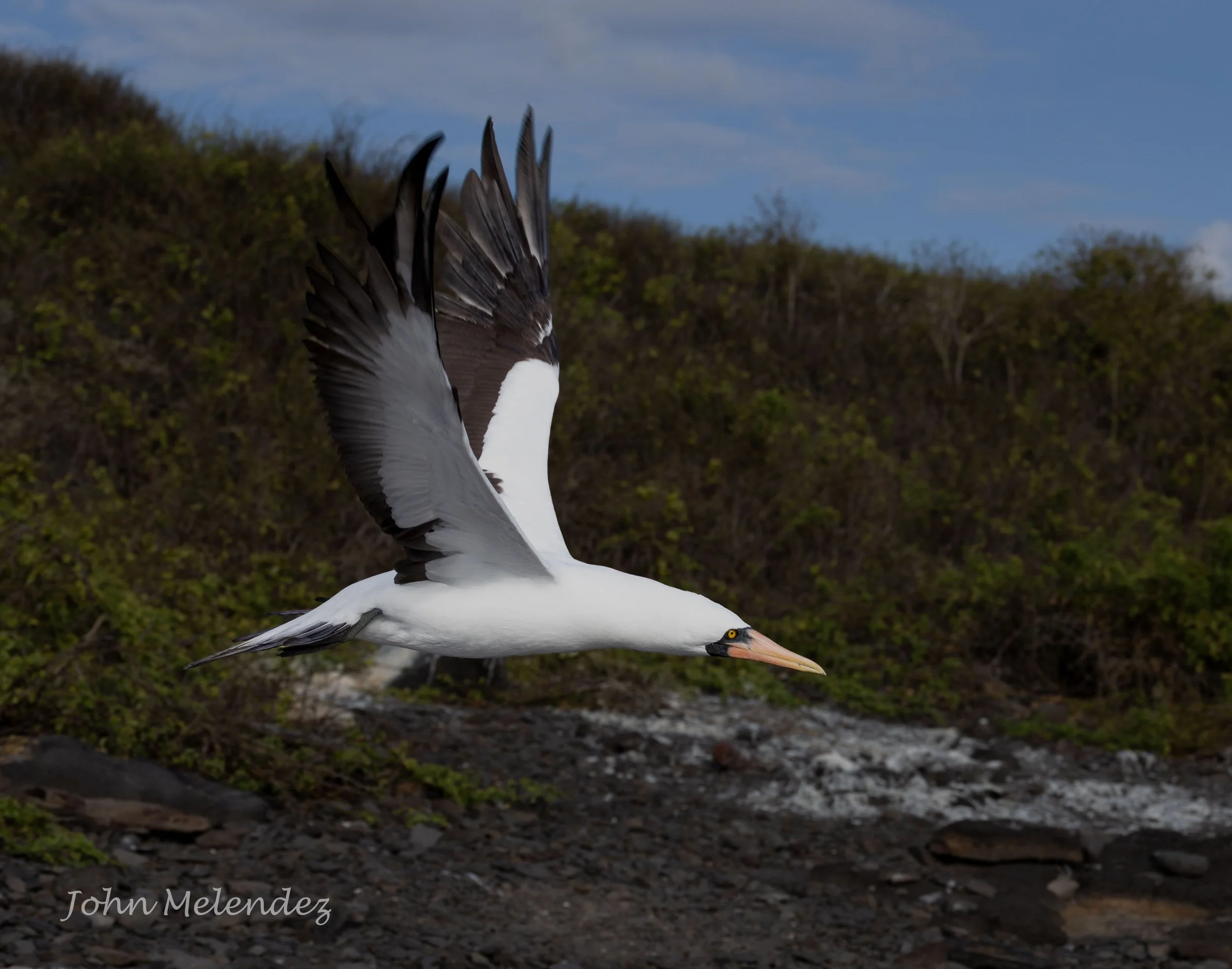 Nazca Boobie Flying LS.JPG