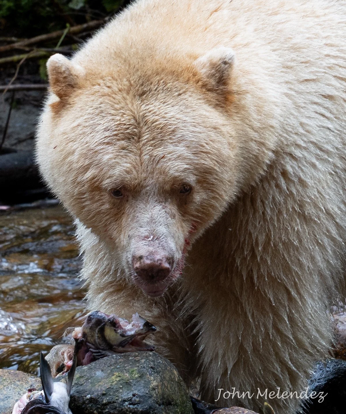 Spirit Bear .JPG
