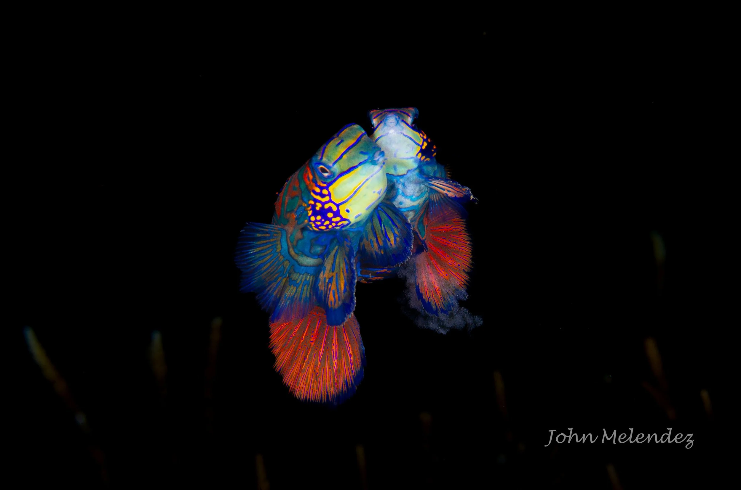 New Mandarin Fishes-3.jpg
