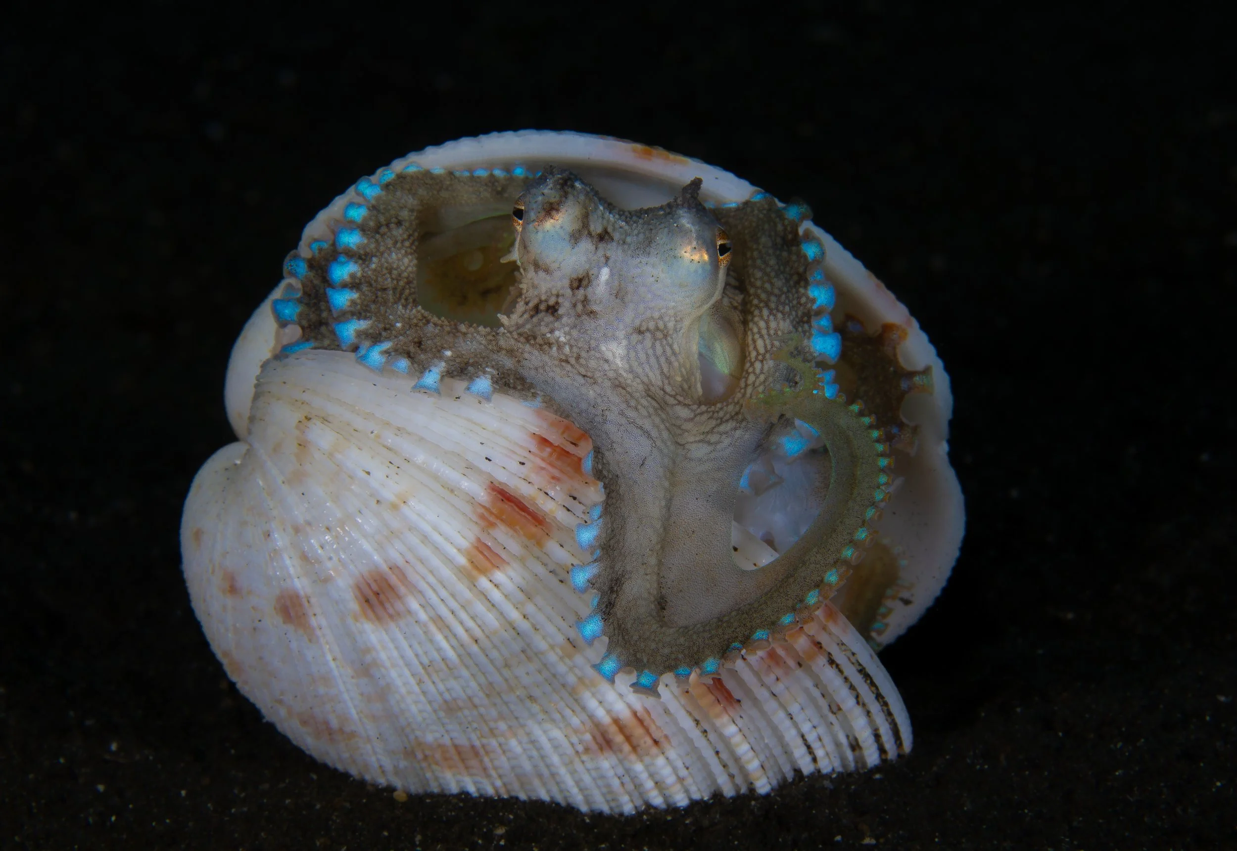 Coconut Octo Blue Suckers in shell.jpg