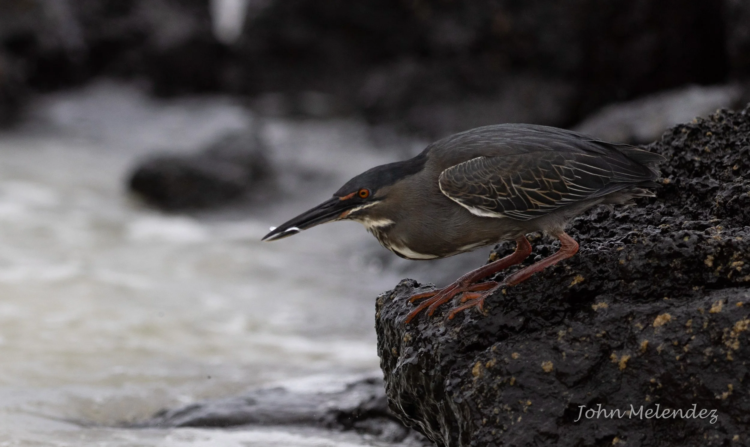Lava Heron 1.JPG
