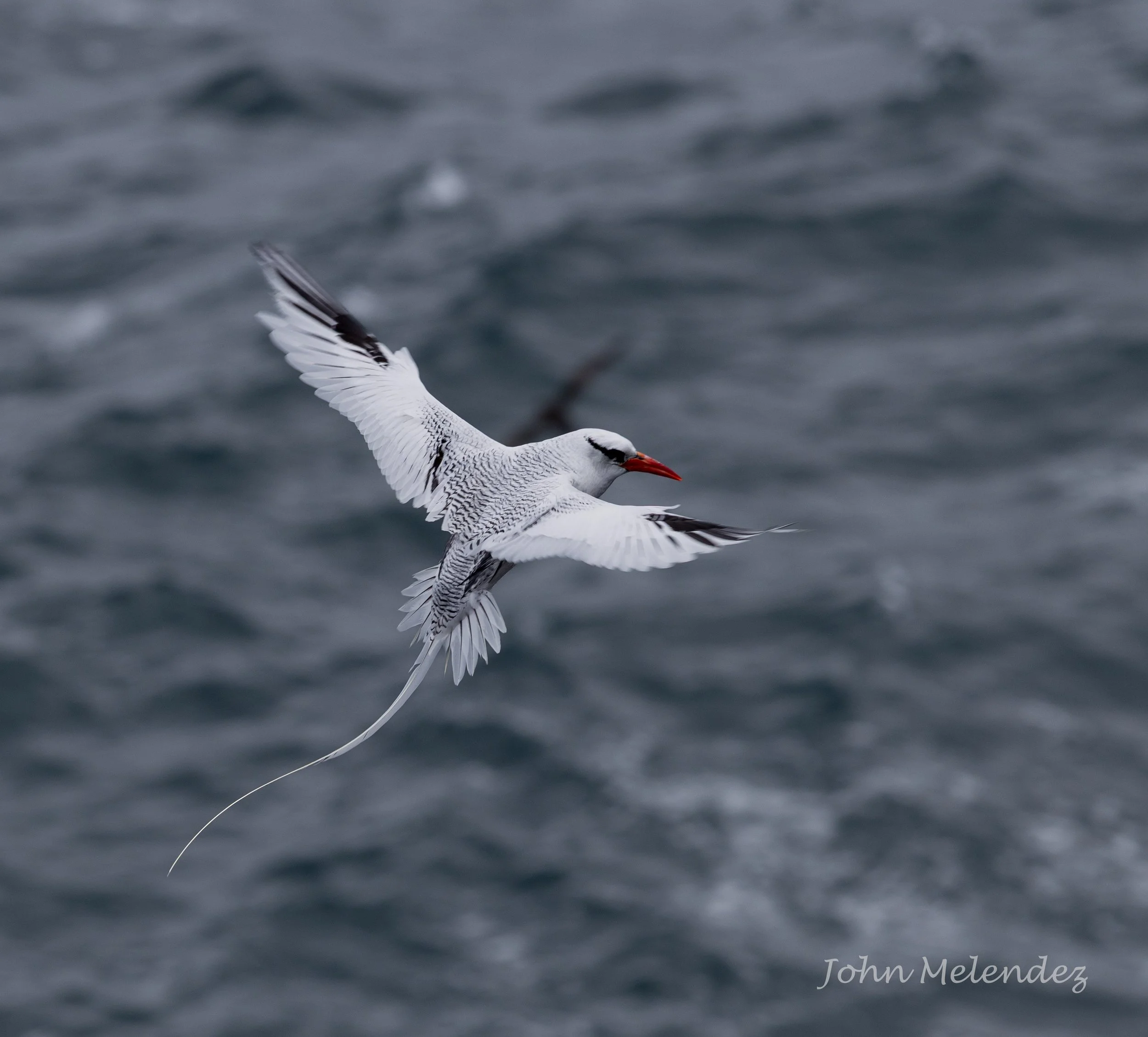 Red Bill Tropic Bird.JPG